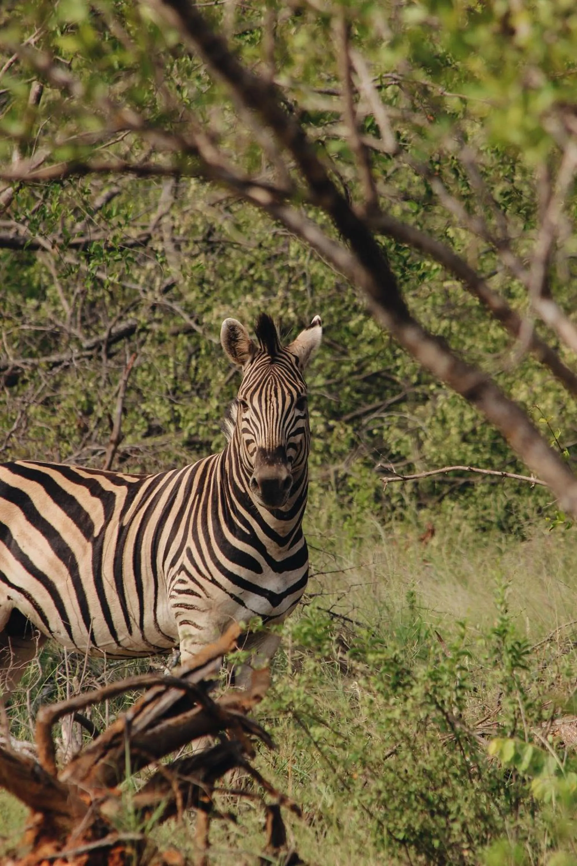 Day in Nyati Safari Lodge