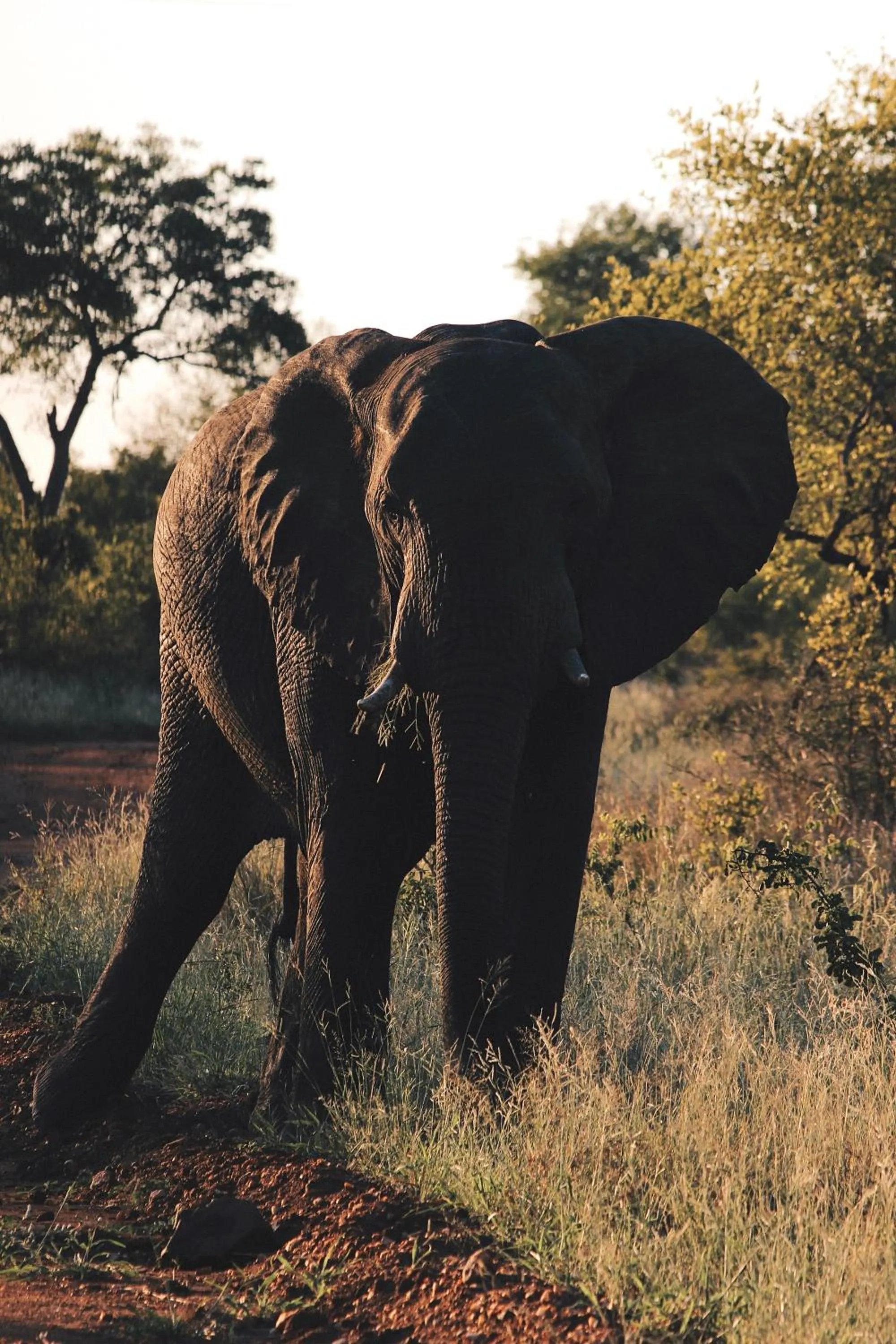 Day in Nyati Safari Lodge