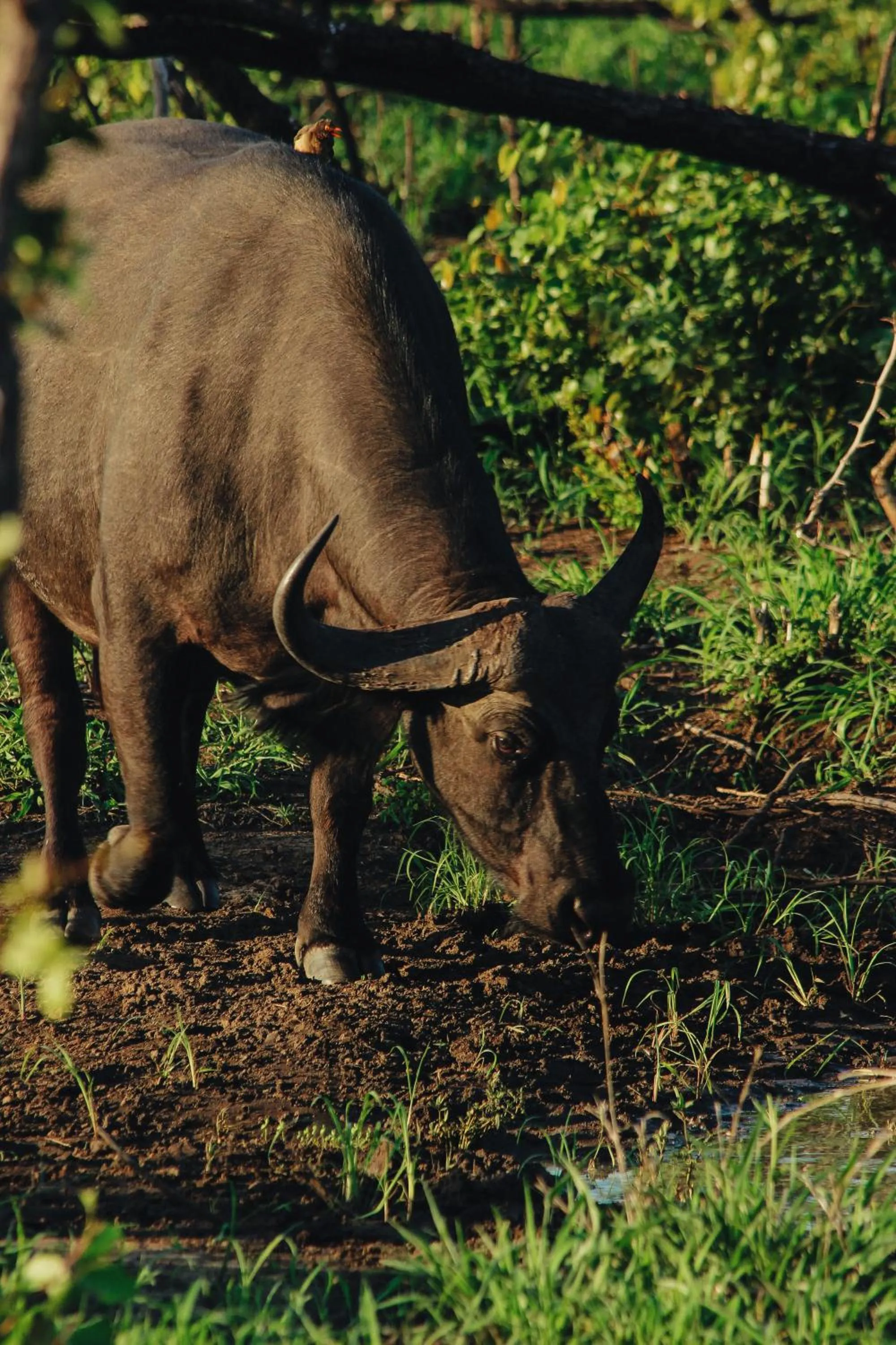 Day in Nyati Safari Lodge