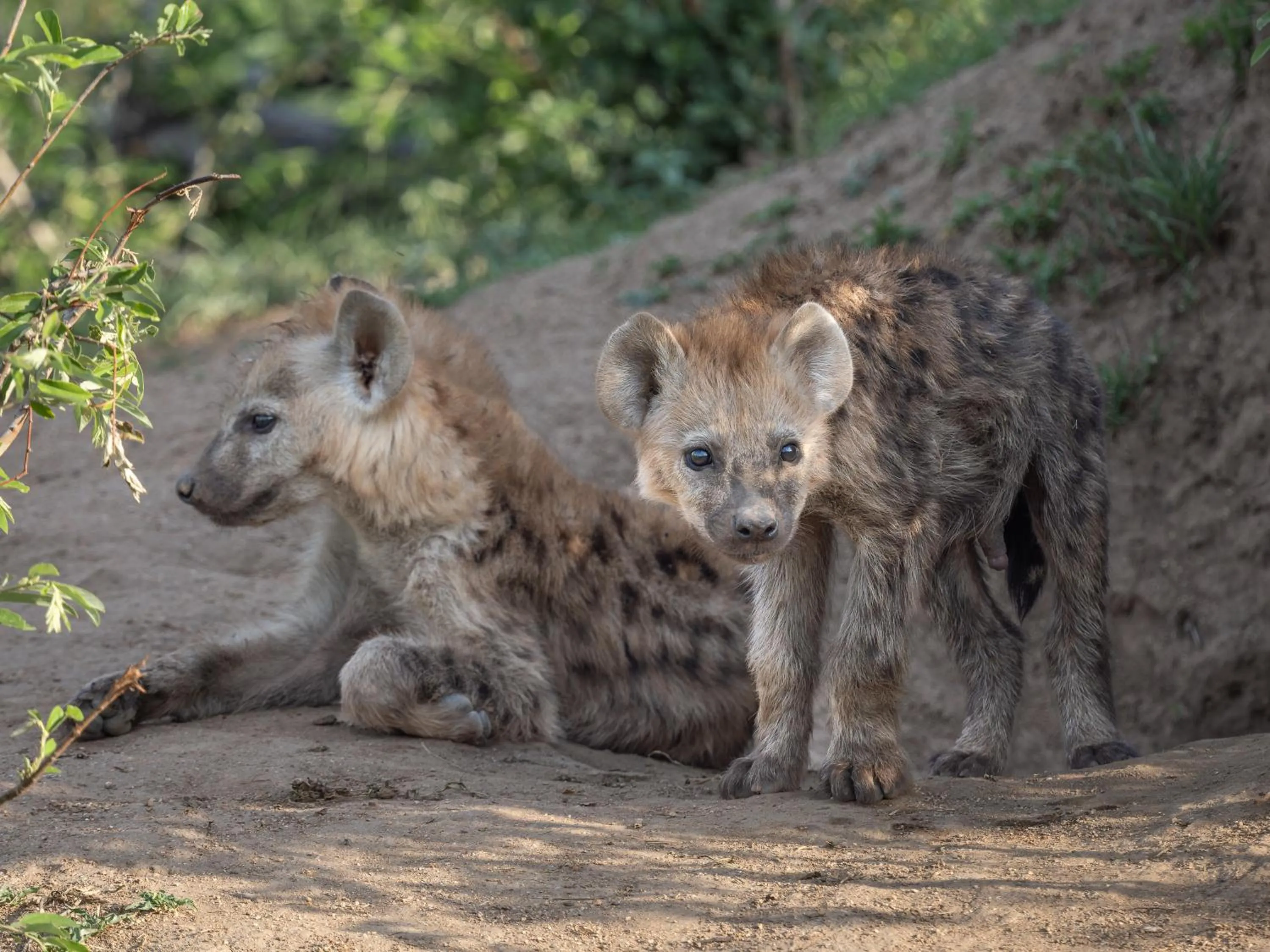 Day in Nyati Safari Lodge