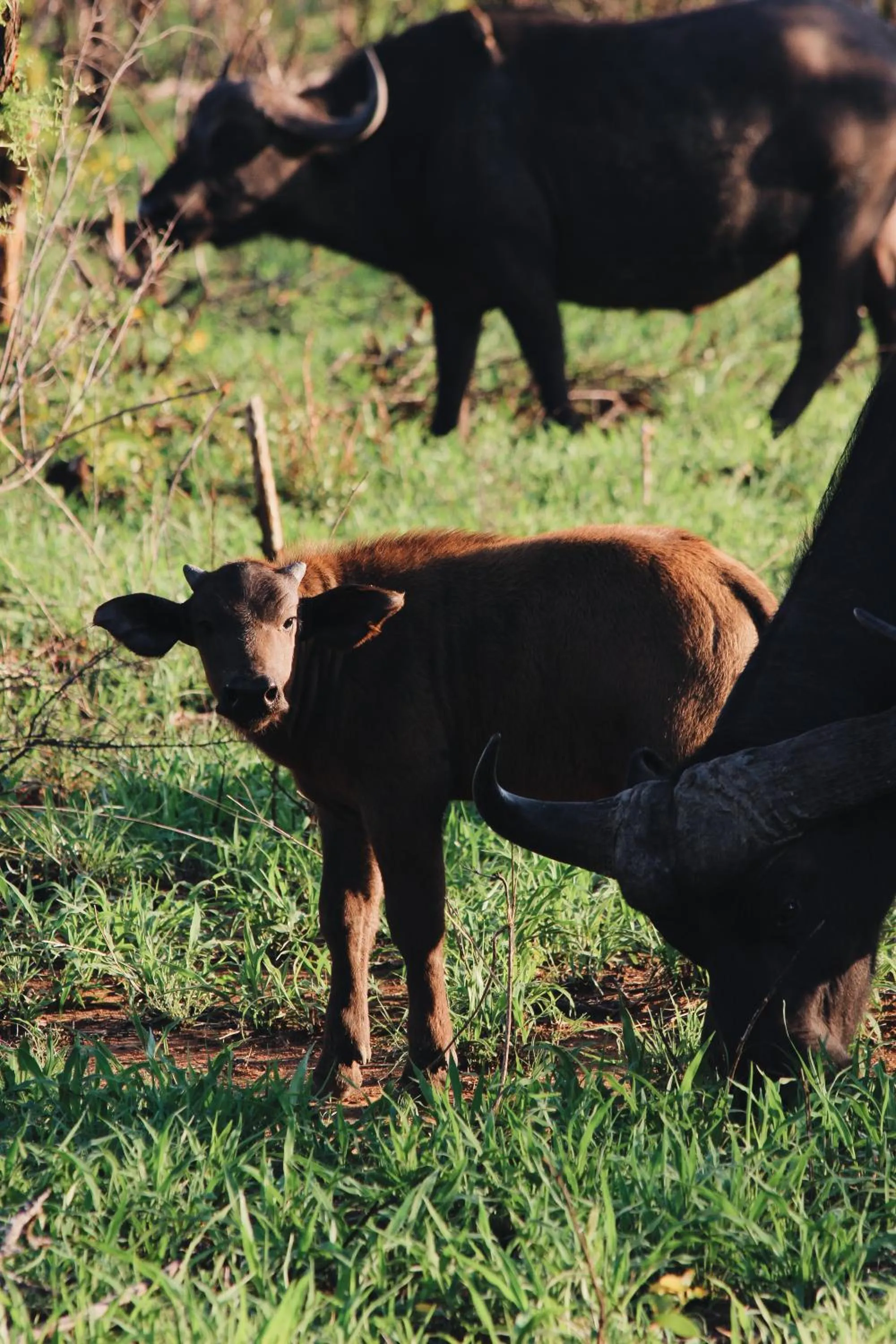 Day in Nyati Safari Lodge