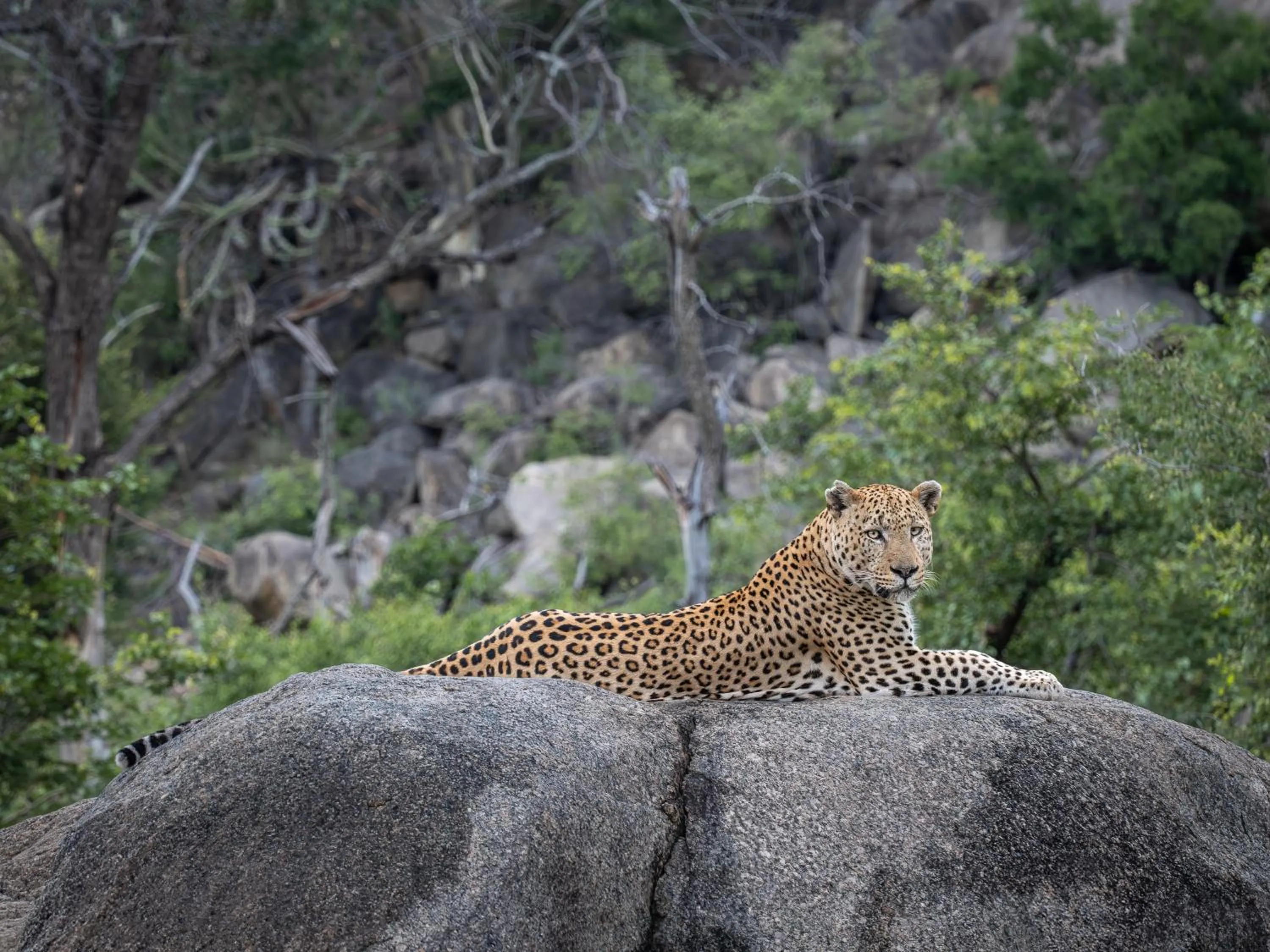 Day in Nyati Safari Lodge
