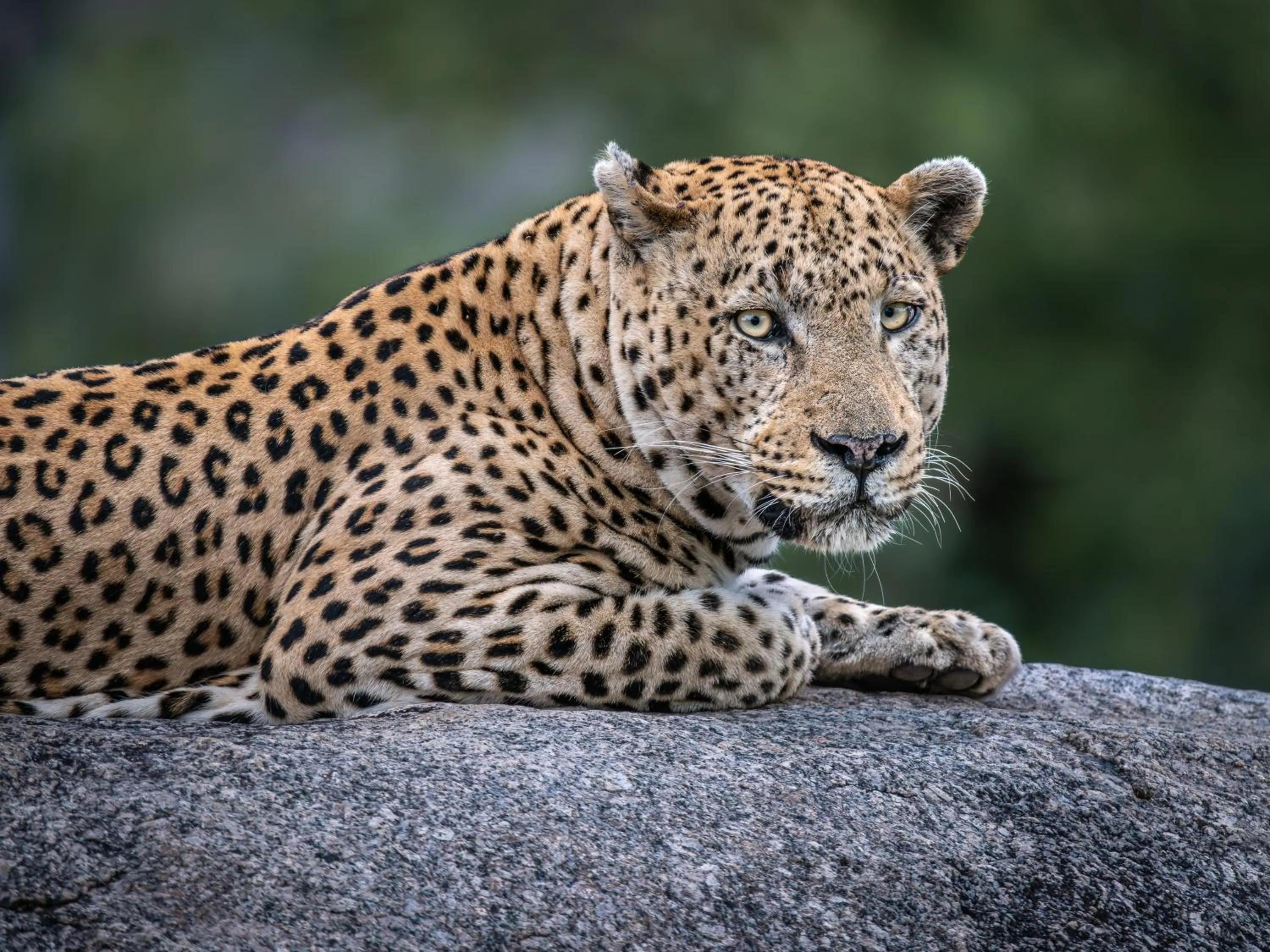 Animals in Nyati Safari Lodge