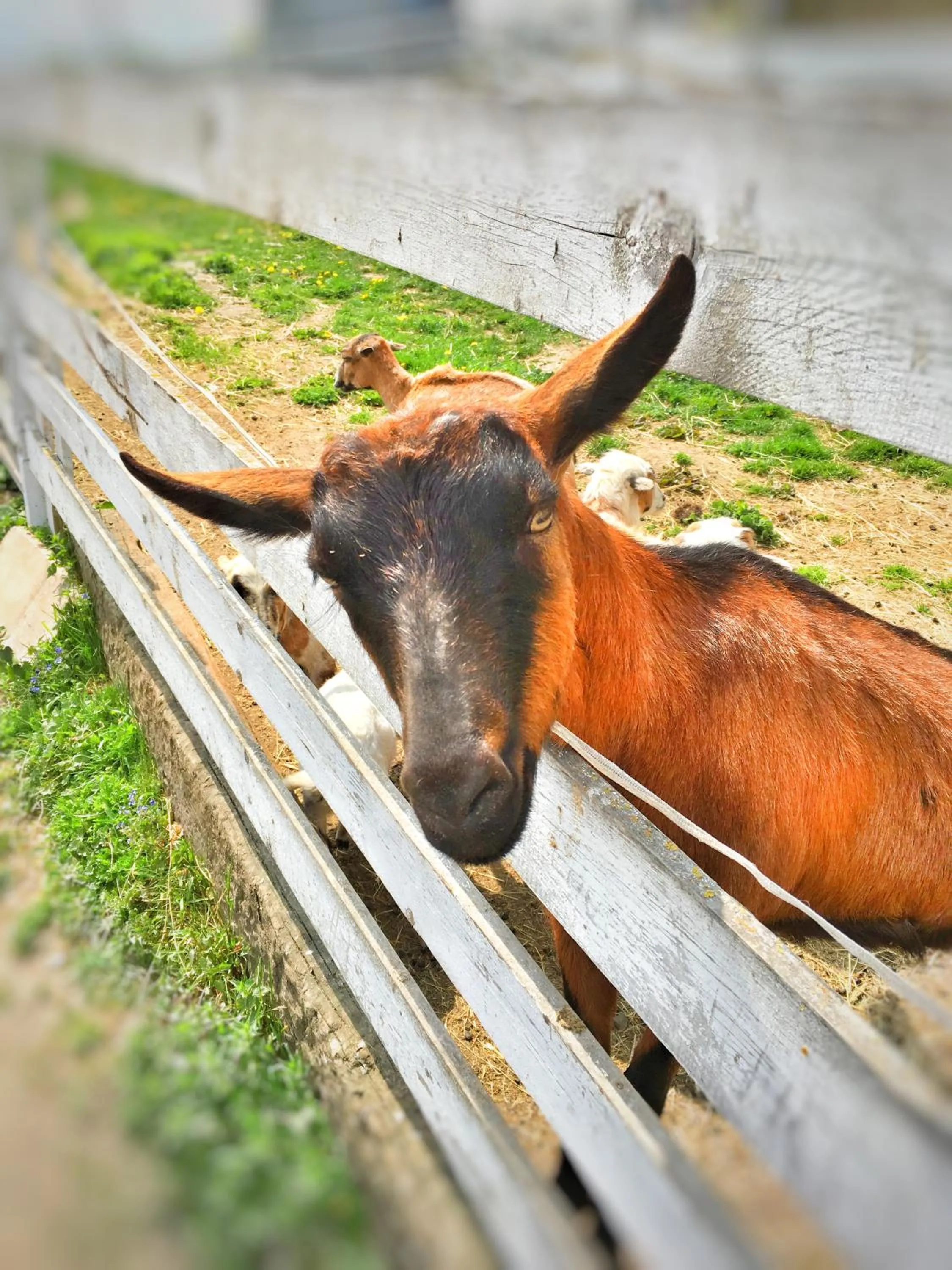 Animals in Penzion Pegas Depoltovice