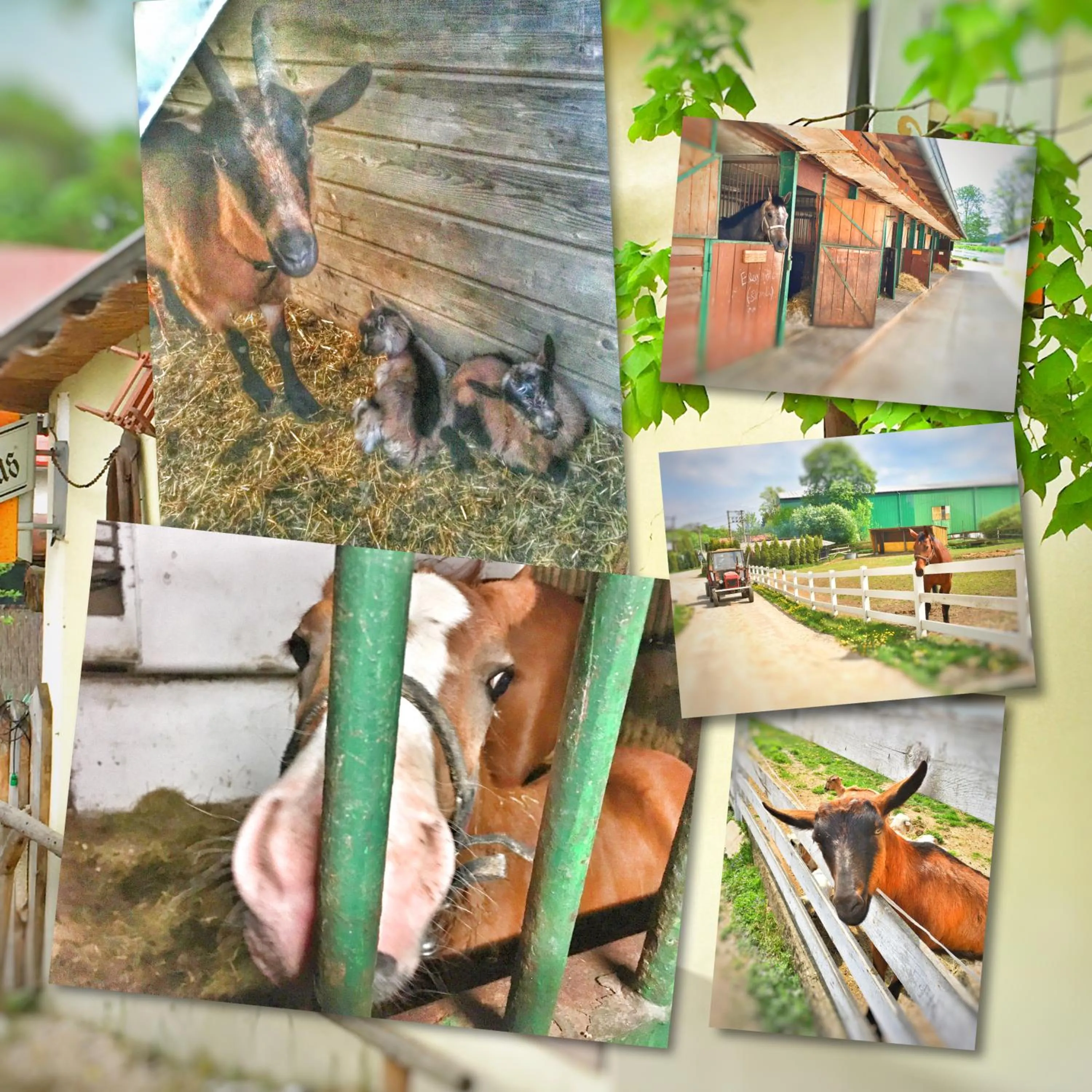 Other in Penzion Pegas Depoltovice