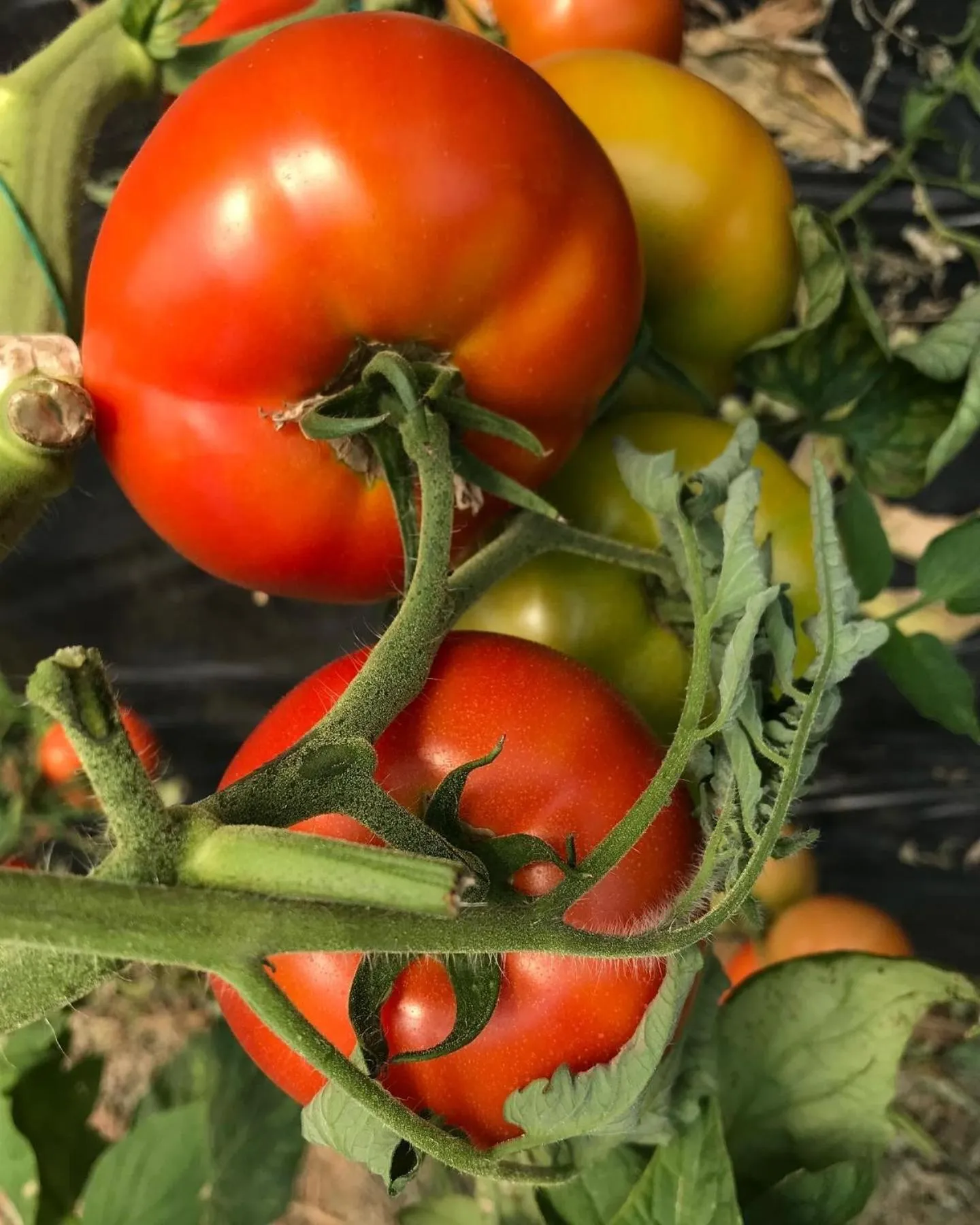 Food and drinks in Hotel Haunstetter Hof Augsburg