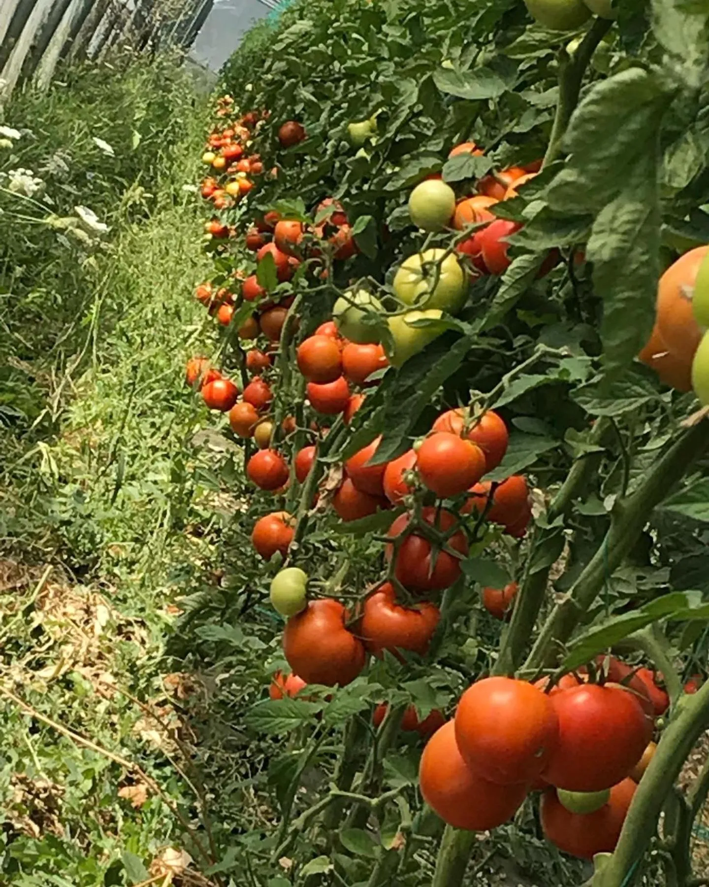 Garden view in Hotel Haunstetter Hof Augsburg