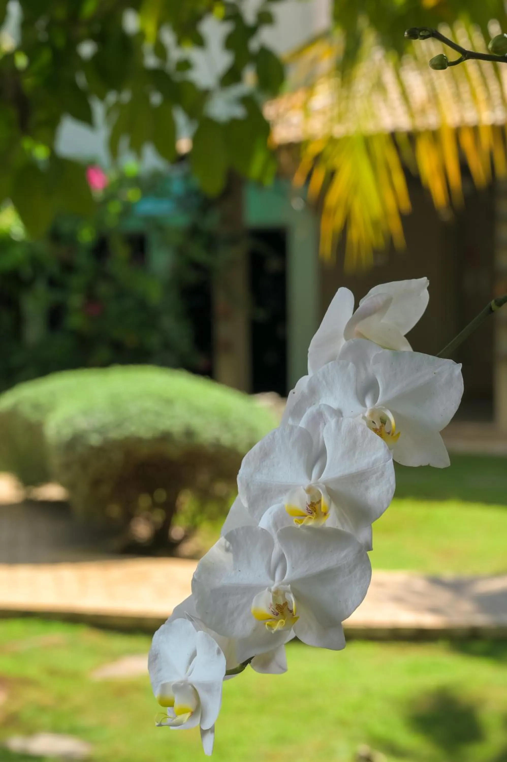 Garden in Delcas Hotel
