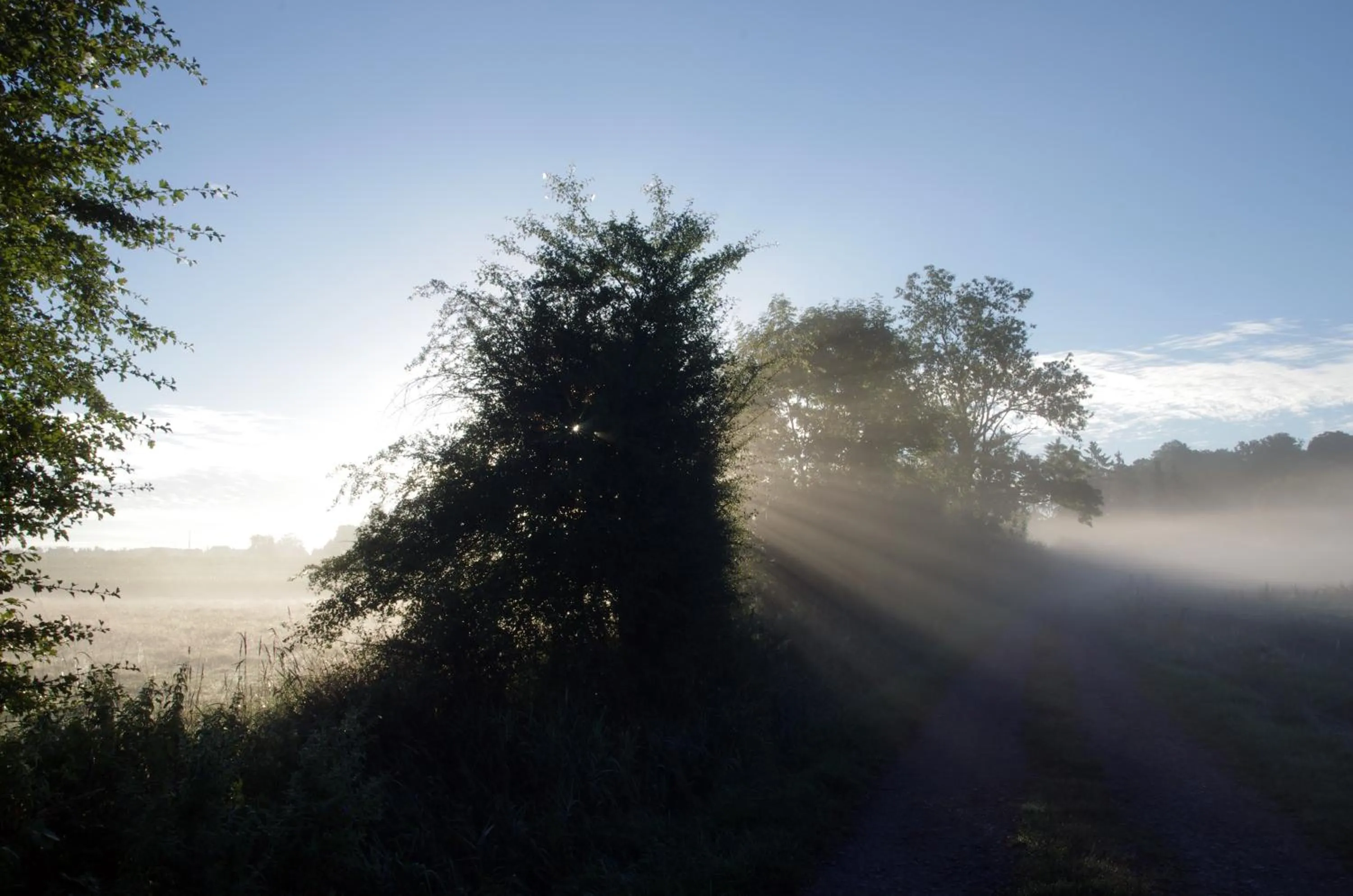 La Fleur et Le Soleil (F&S)