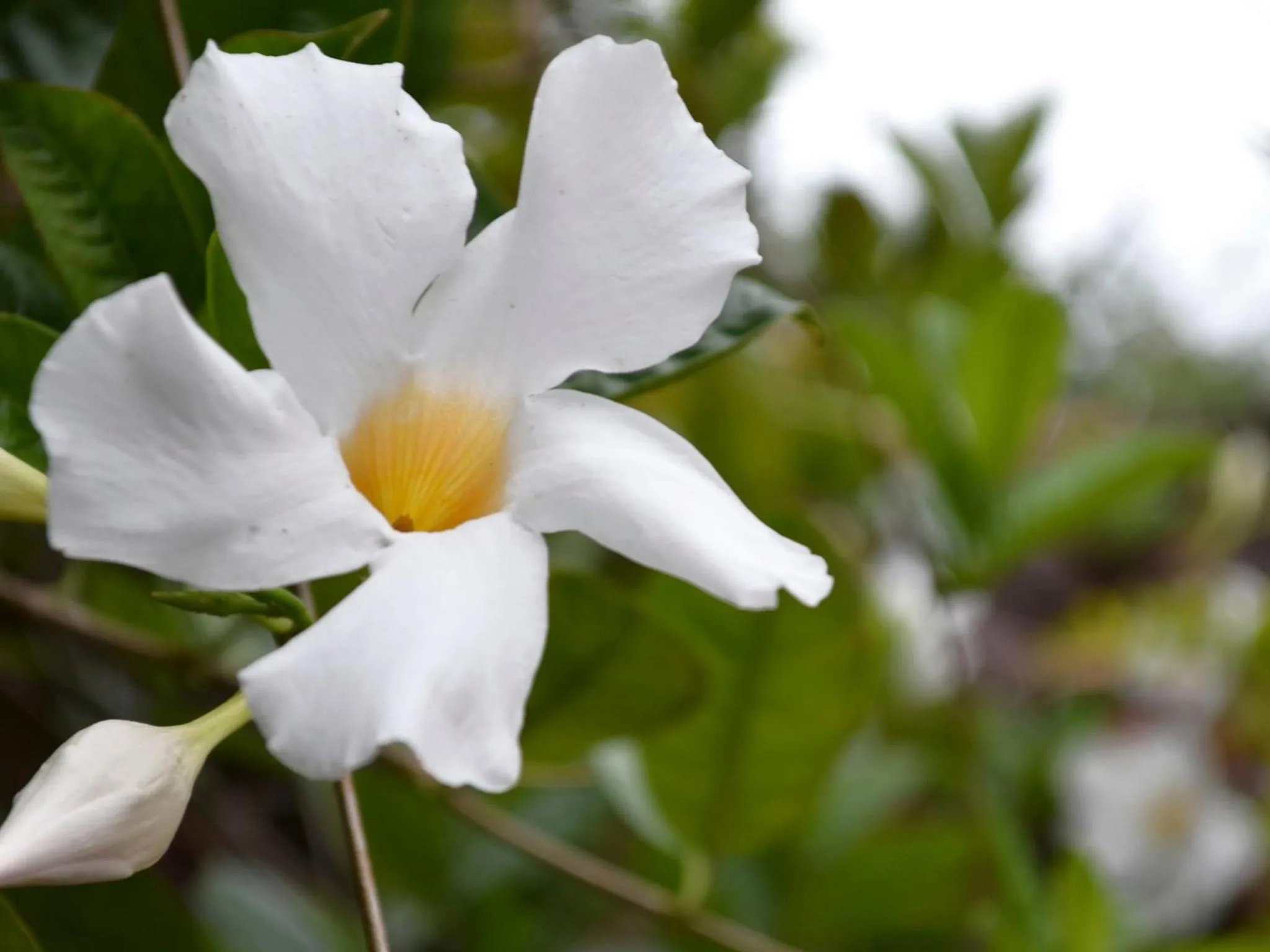 Garden in Hotel Campestre UMPALÁ