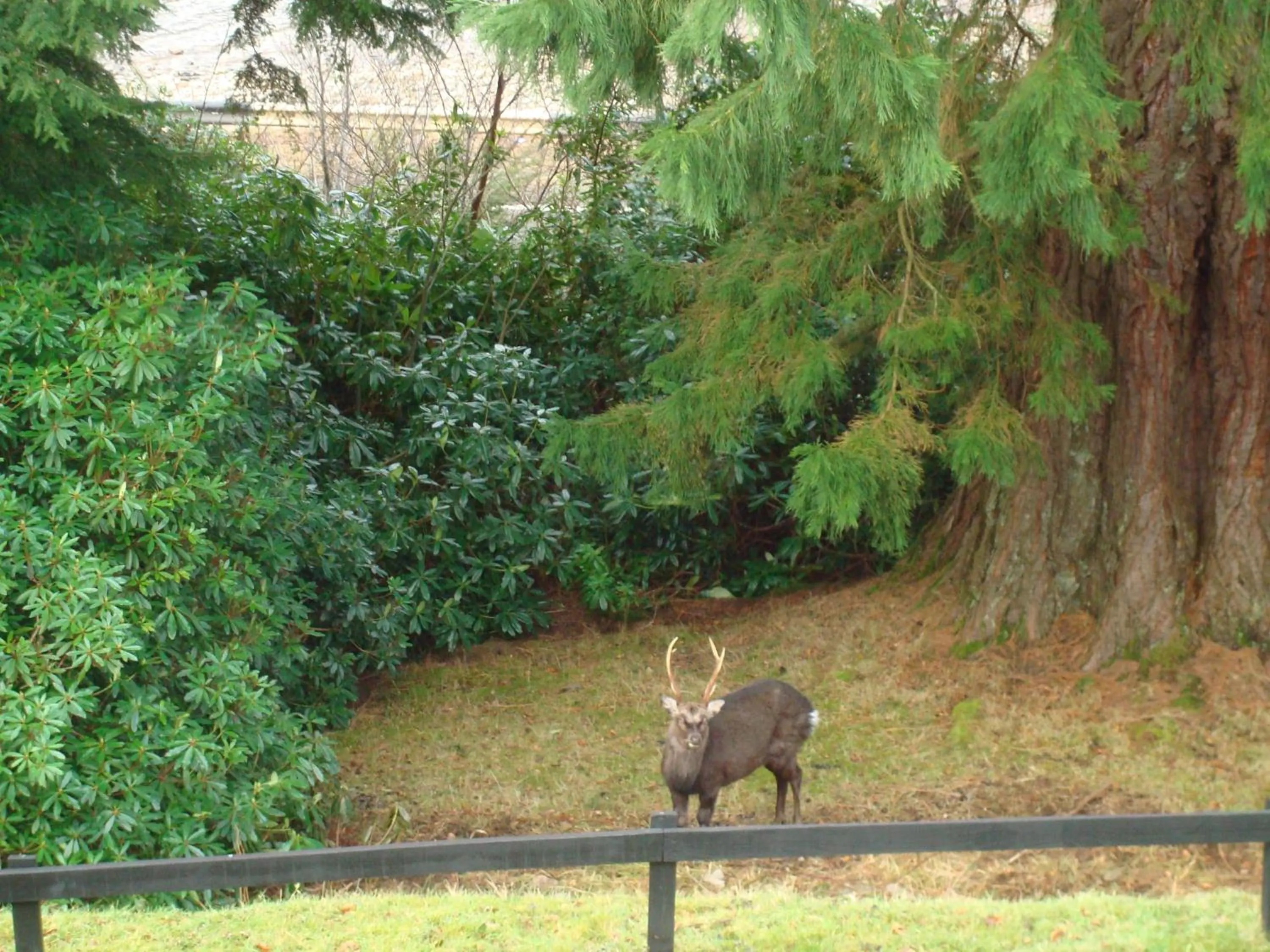 Animals in Corriegour Lodge Hotel