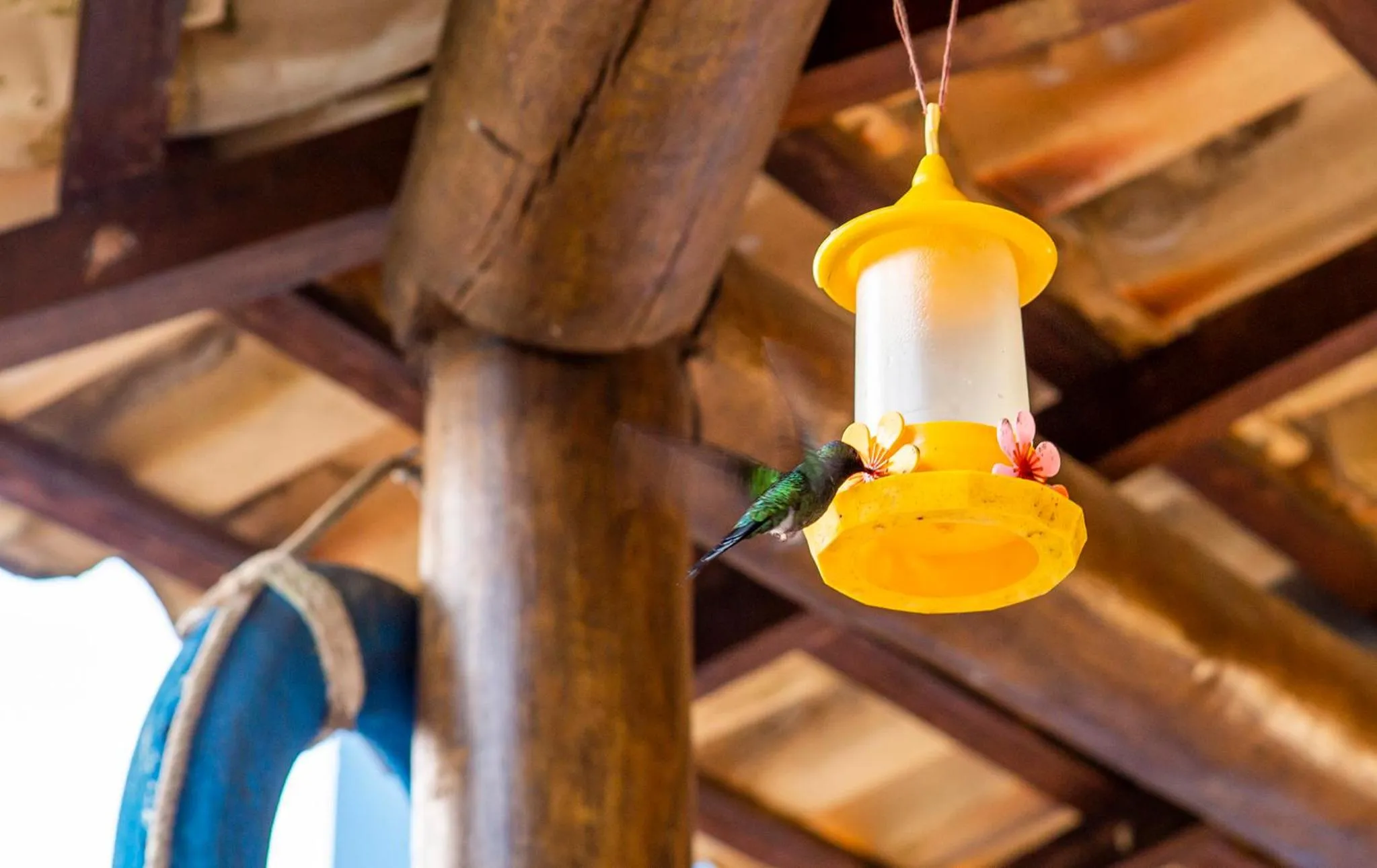 Garden in Pousada Villa Blu Maresias