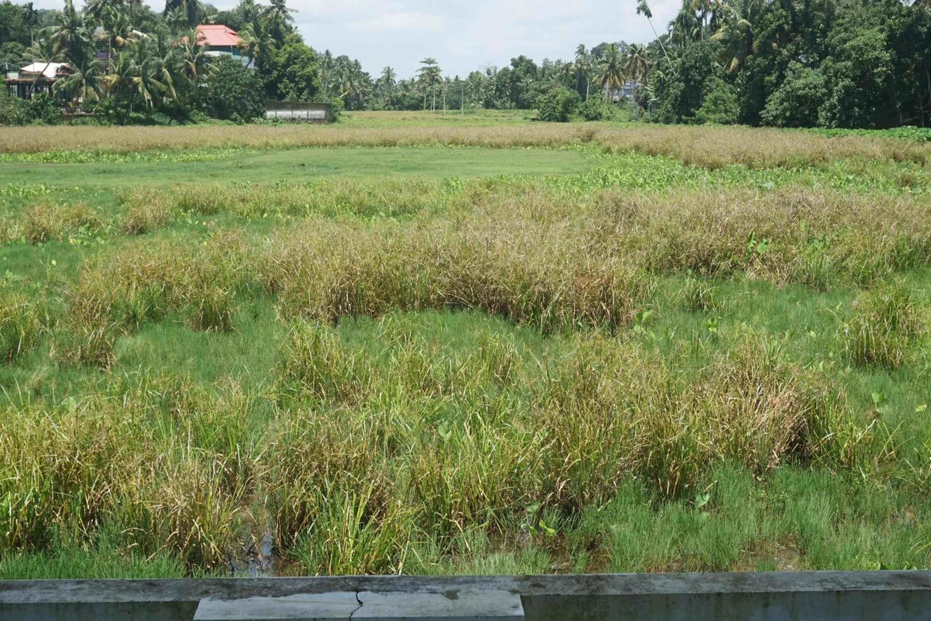 Garden in Hisham Residency