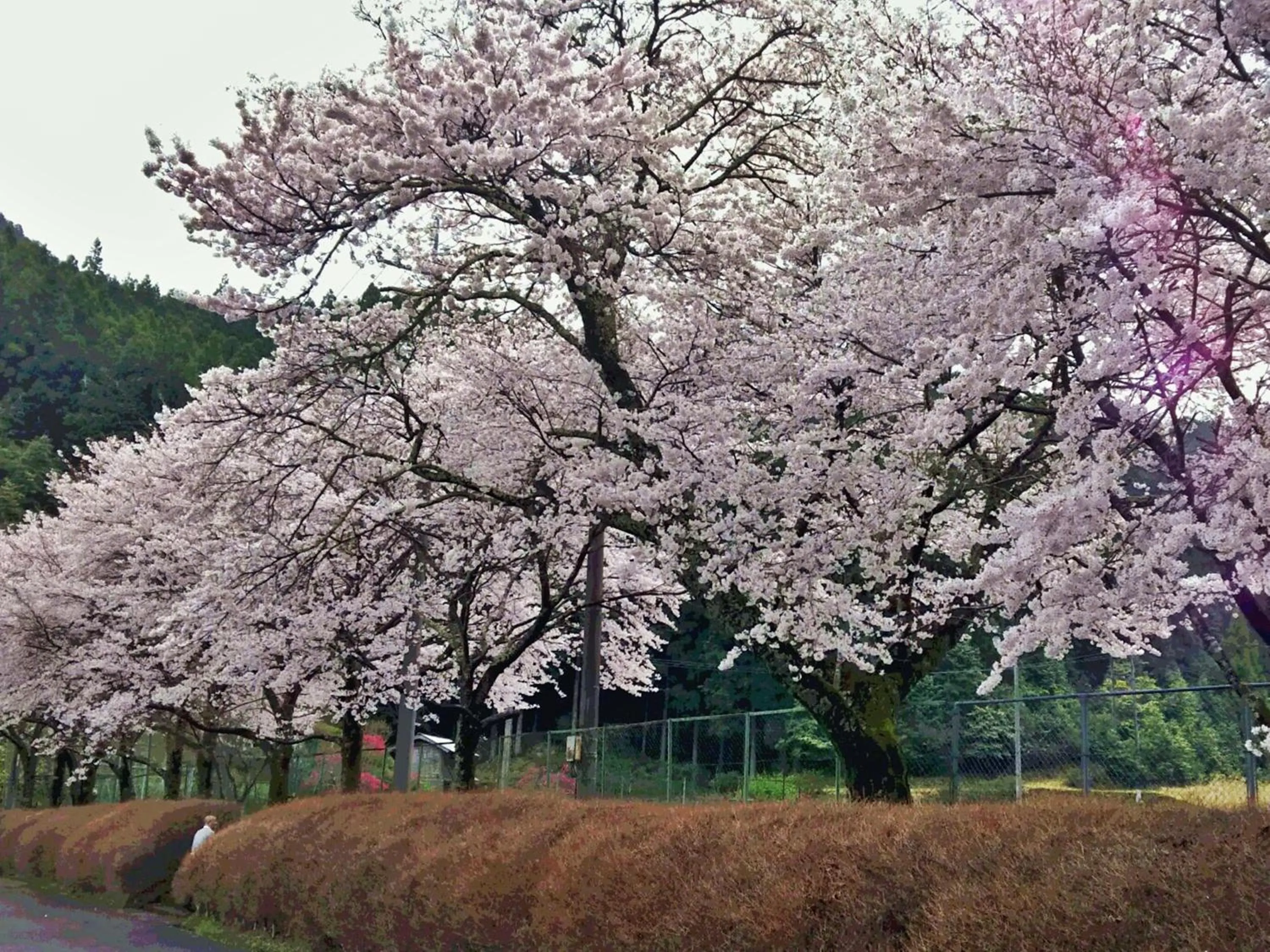 Off site in momijigawa onsen
