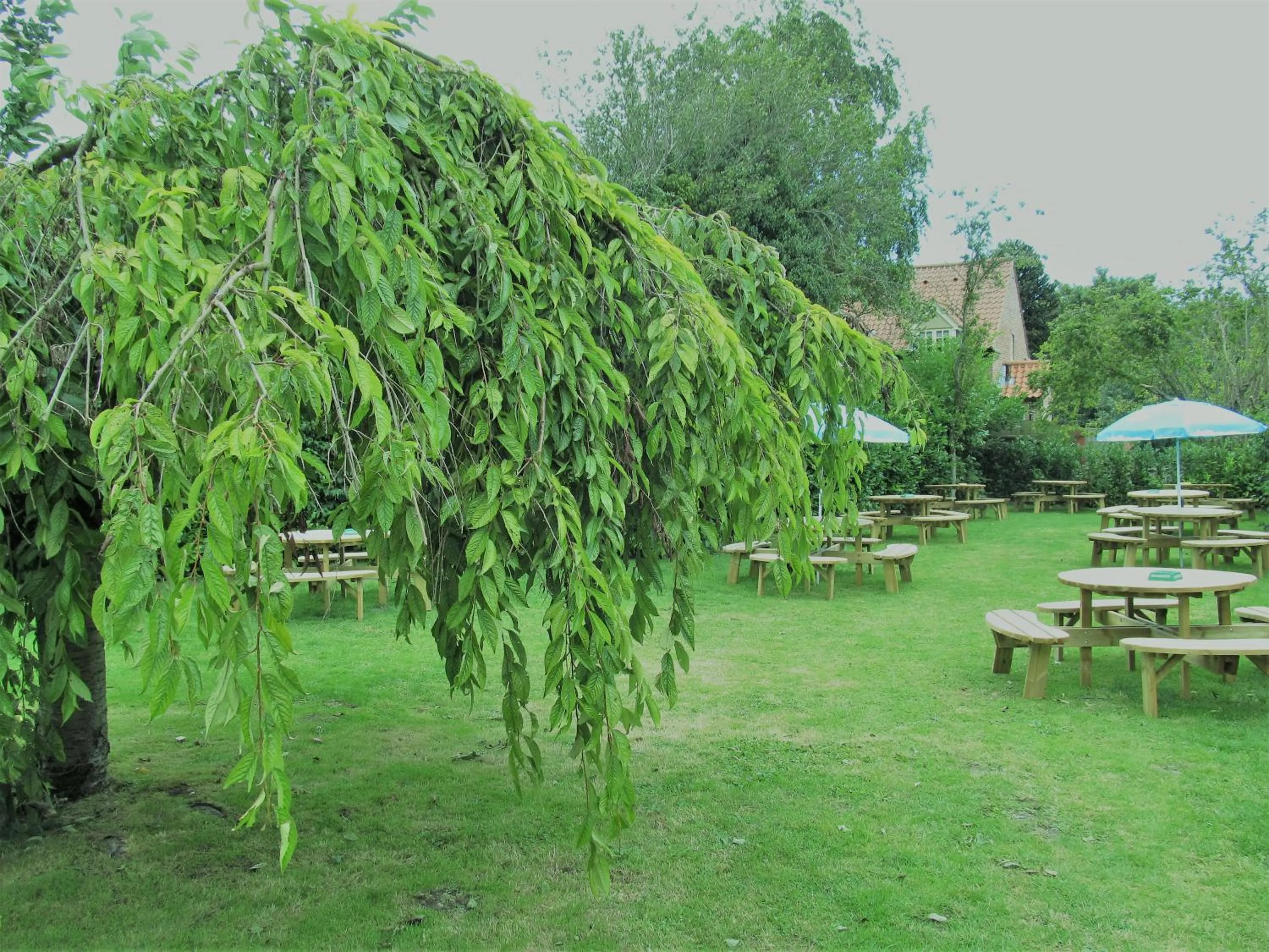 Garden in The Three Horseshoes