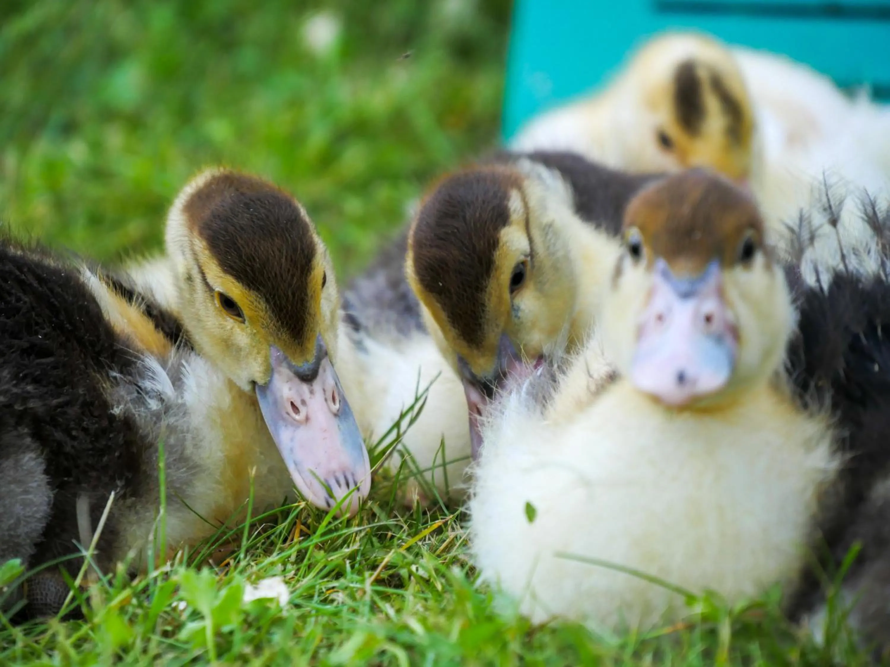 Animals in Ödevata Gårdshotell