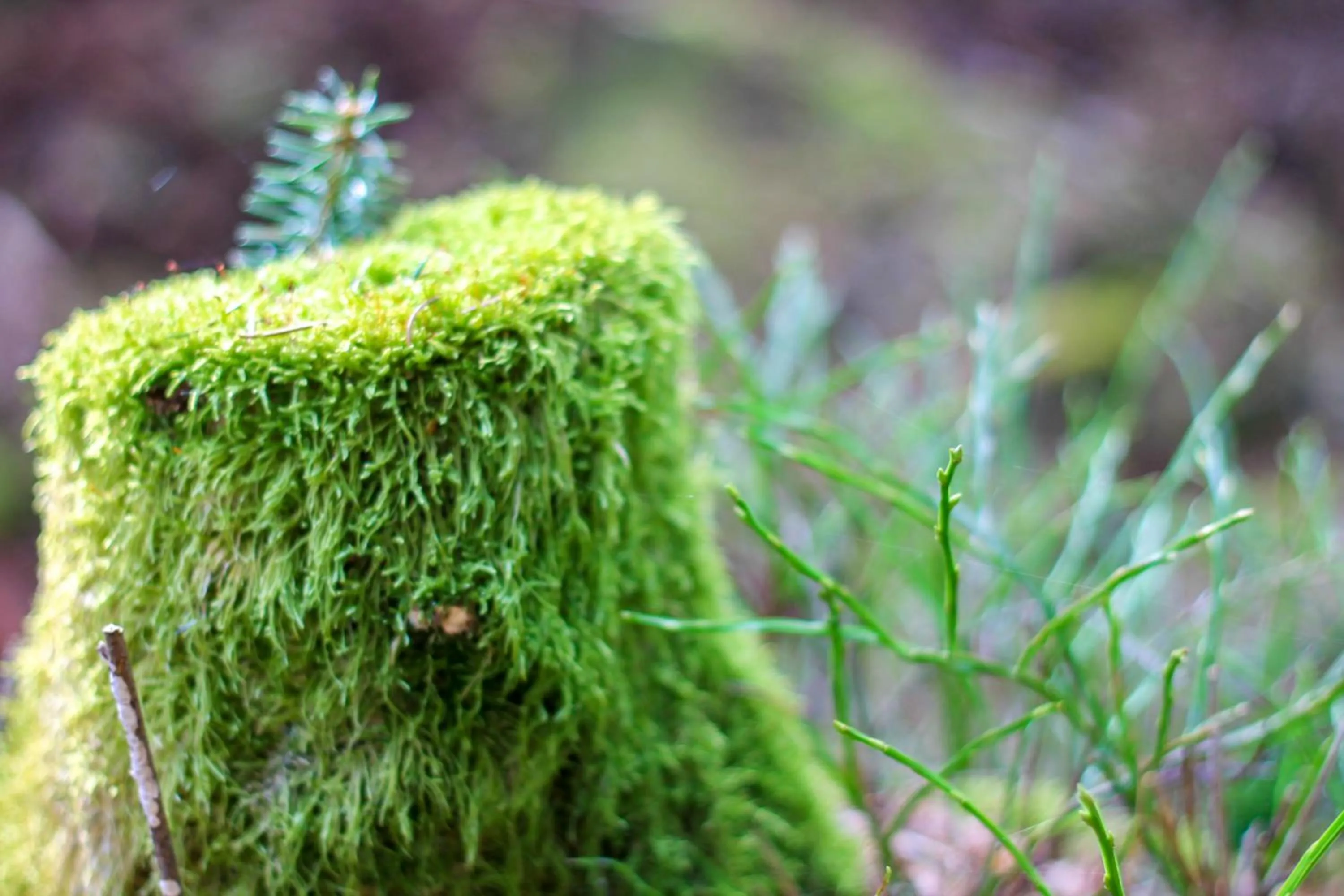 Natural landscape in Ödevata Gårdshotell