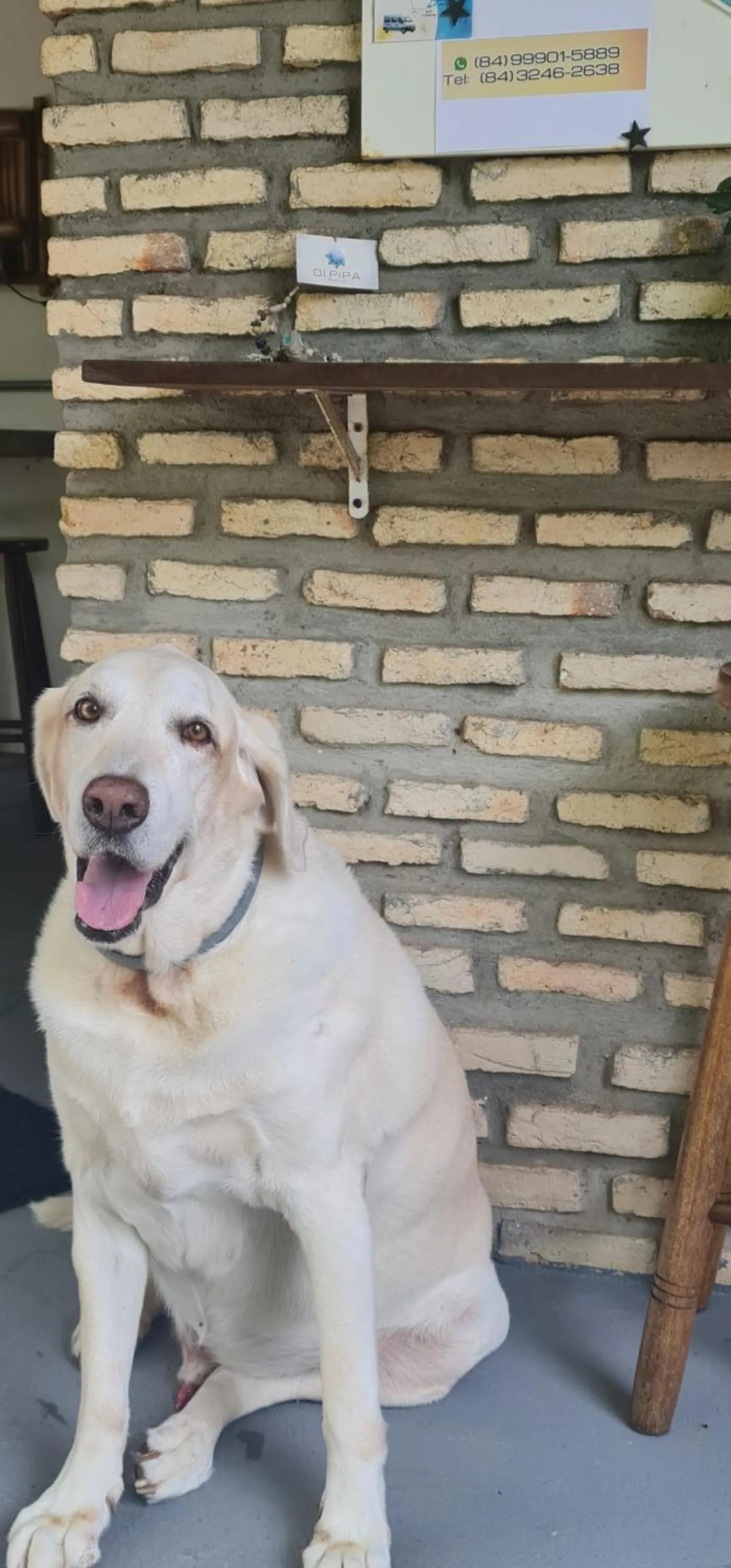 Pets in Di Pipa Rooms - Hidromassagem Externa