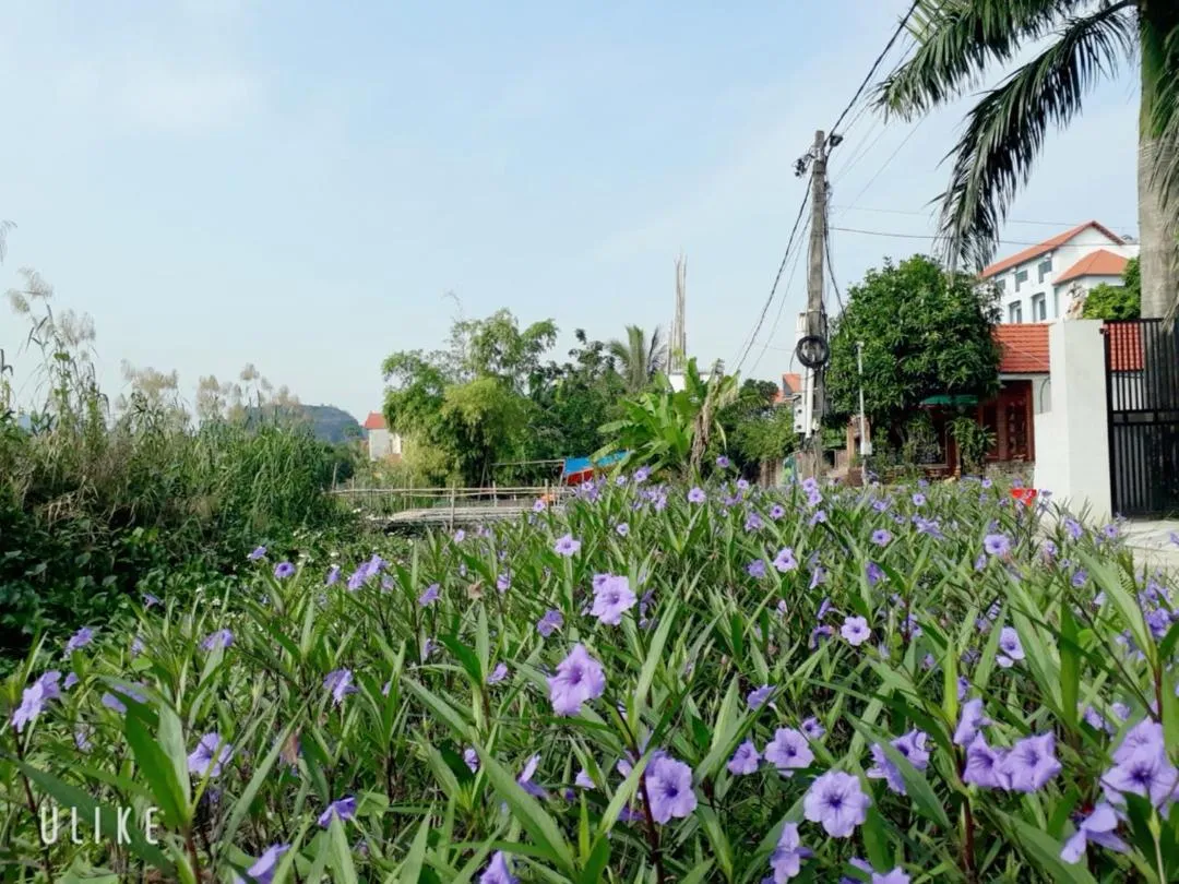 Quiet street view in Tam Coc Rice Fields Homestay