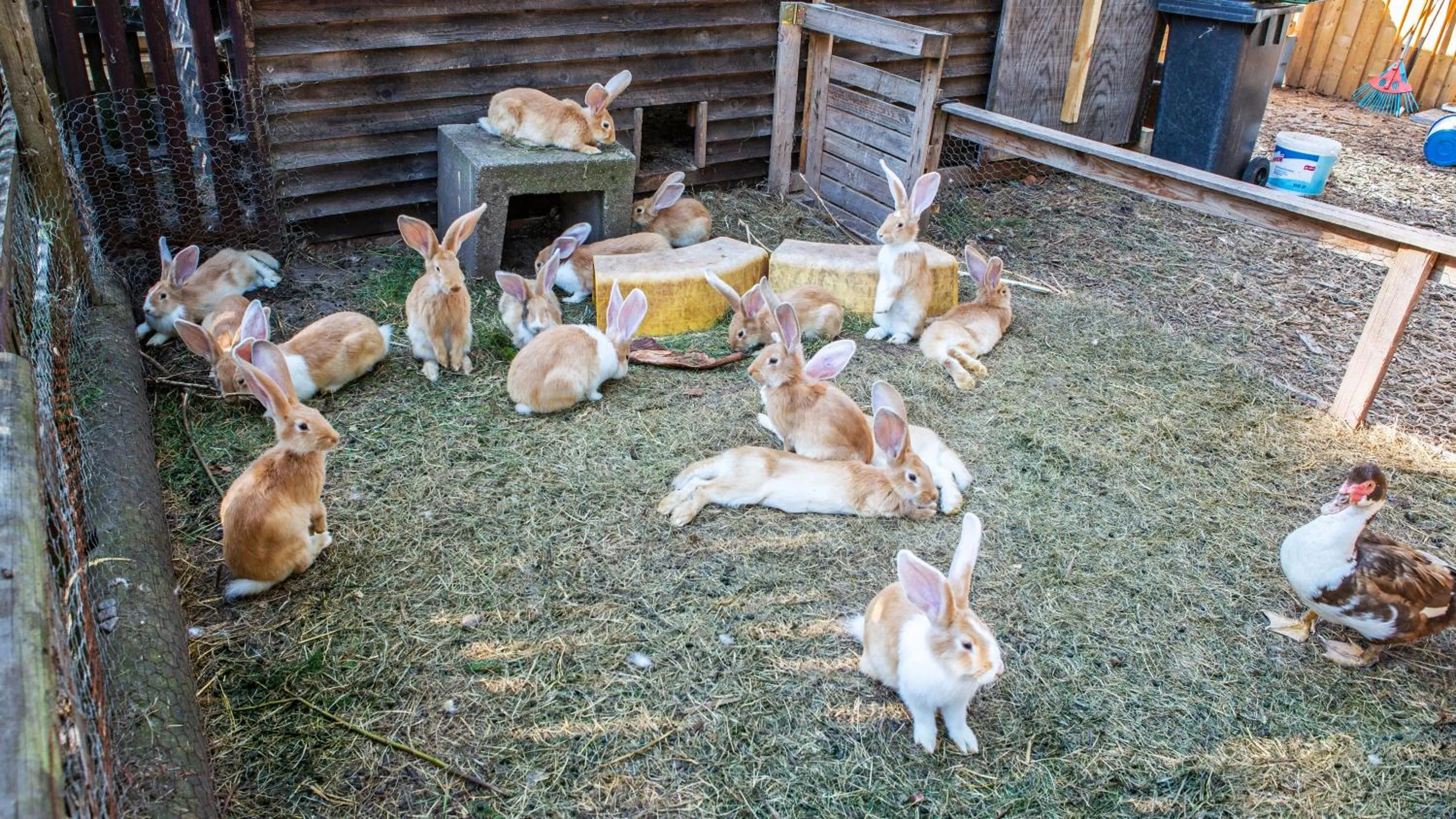 Animals in Landpension Pferdekoppel - B&B - Self Checkin