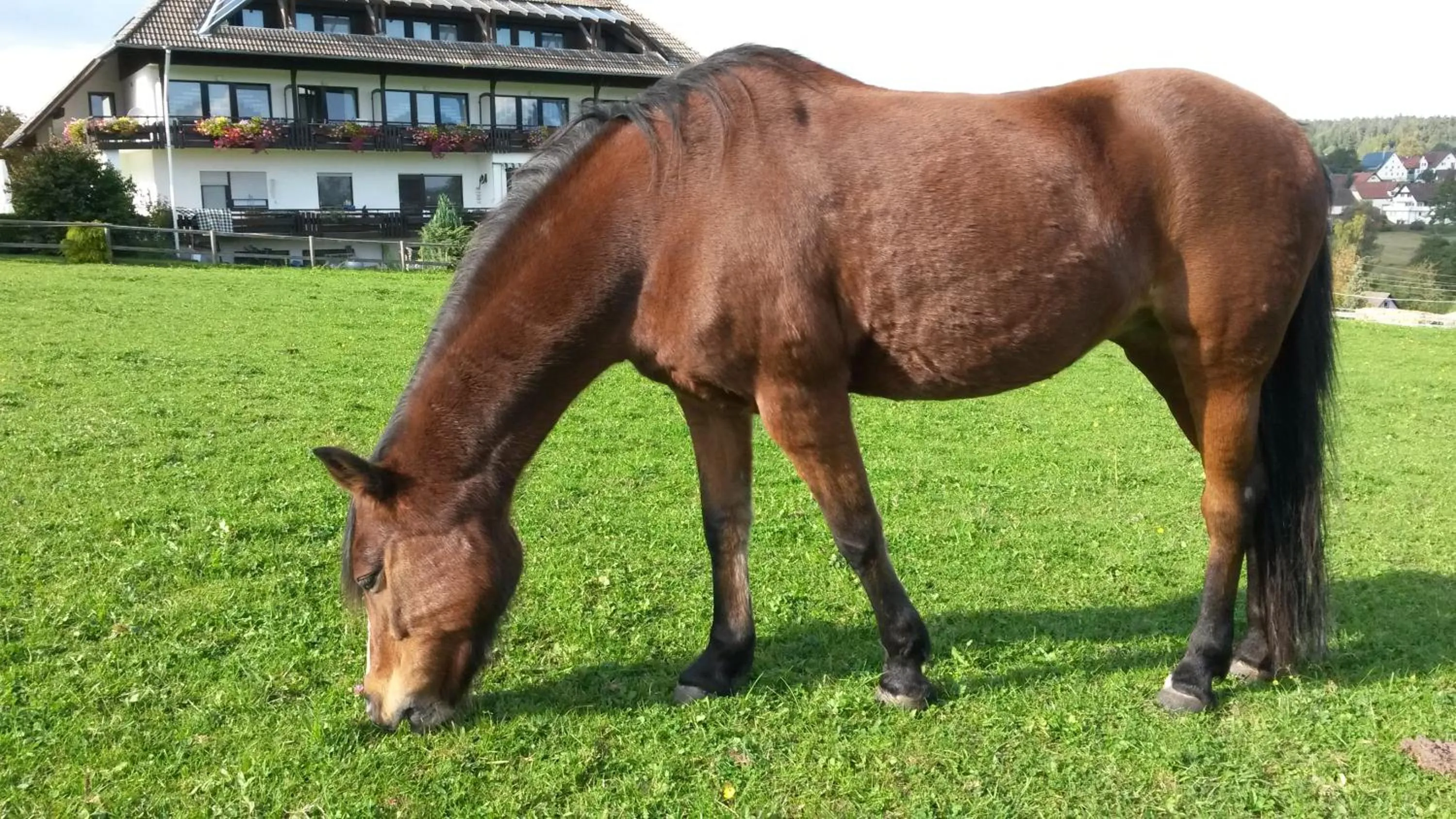 Horse-riding in Landpension Pferdekoppel - B&B - Self Checkin