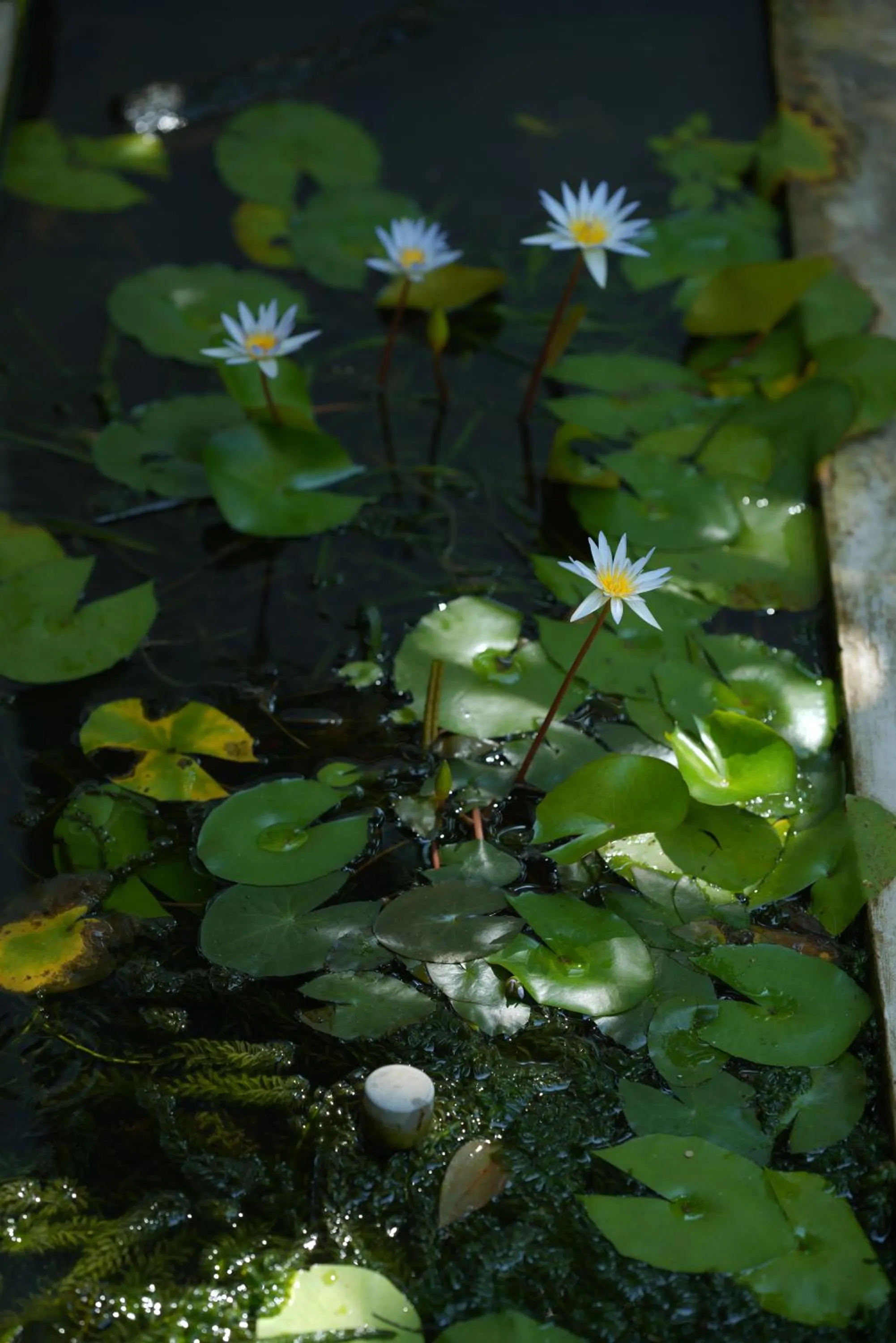 Garden in Temple Tree