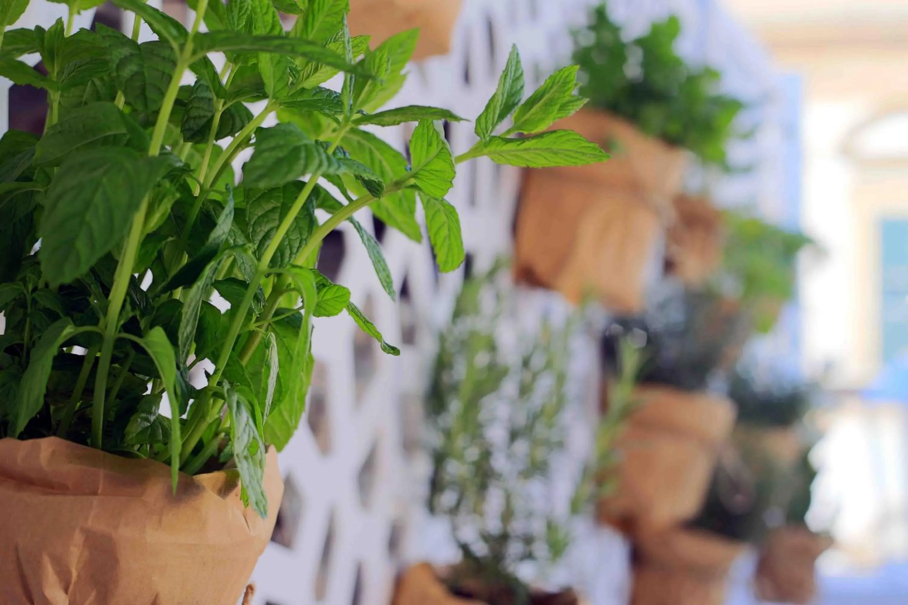 Balcony/Terrace in Jardin De France
