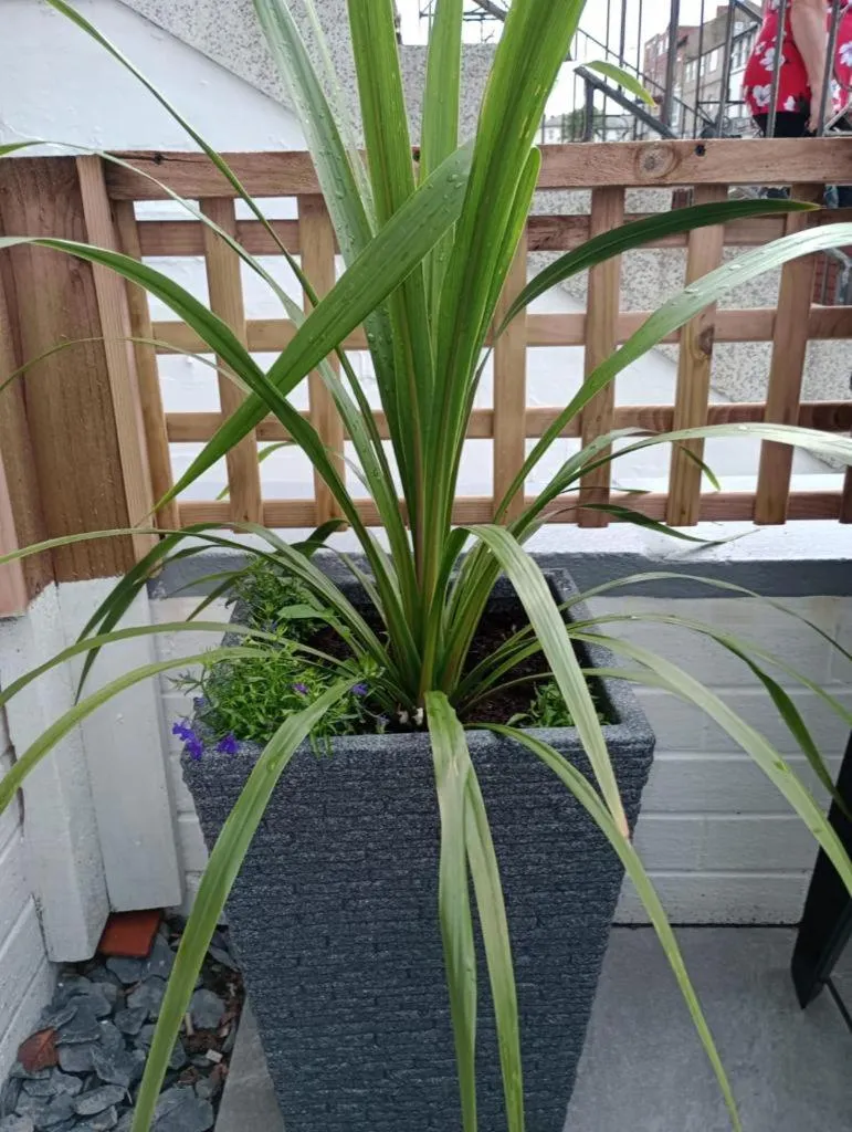 Patio in The Georgian Hollies Hotel