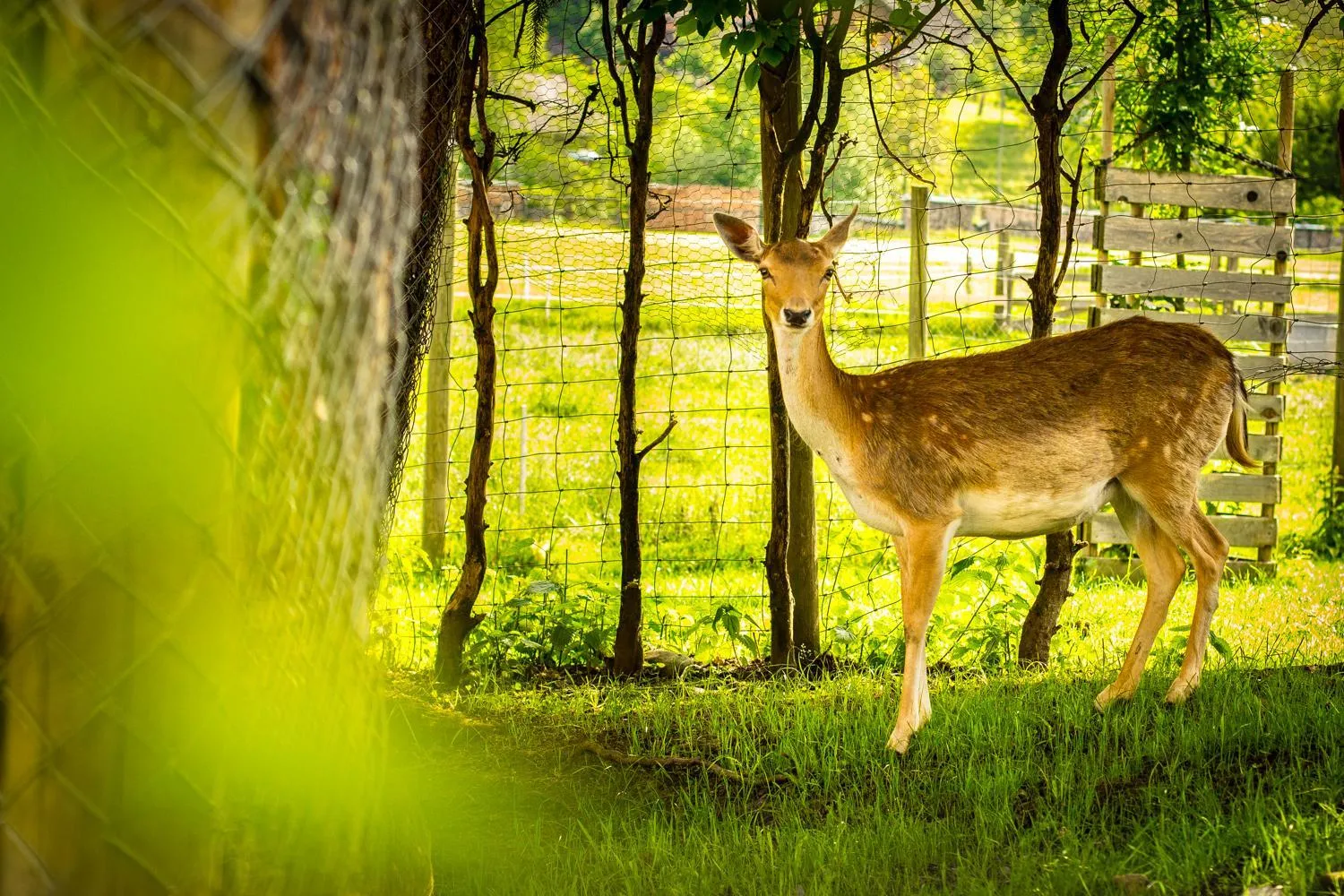 Garden in Hirschen Eggiwil