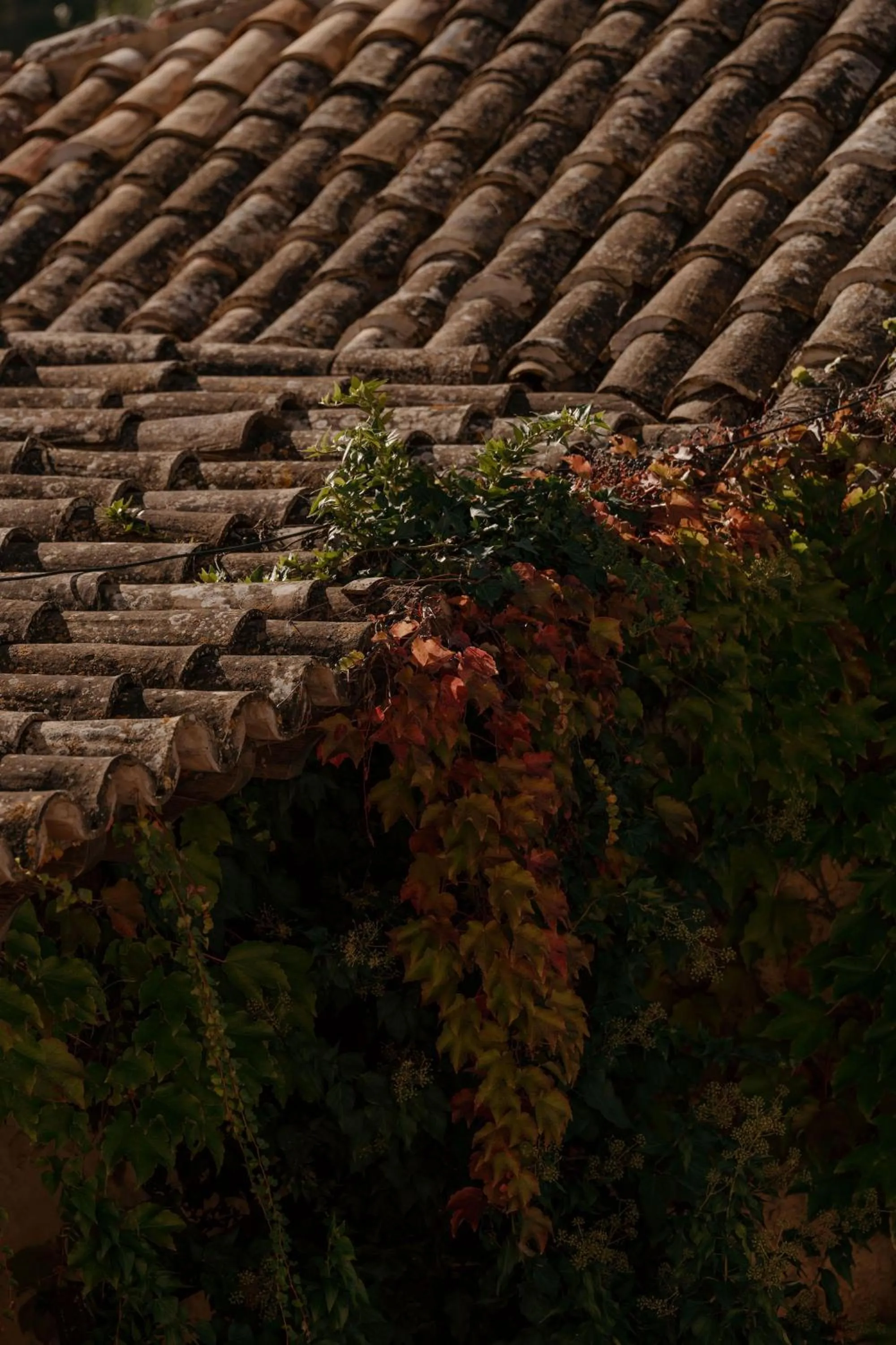 Day in Agroturismo Son Boronat