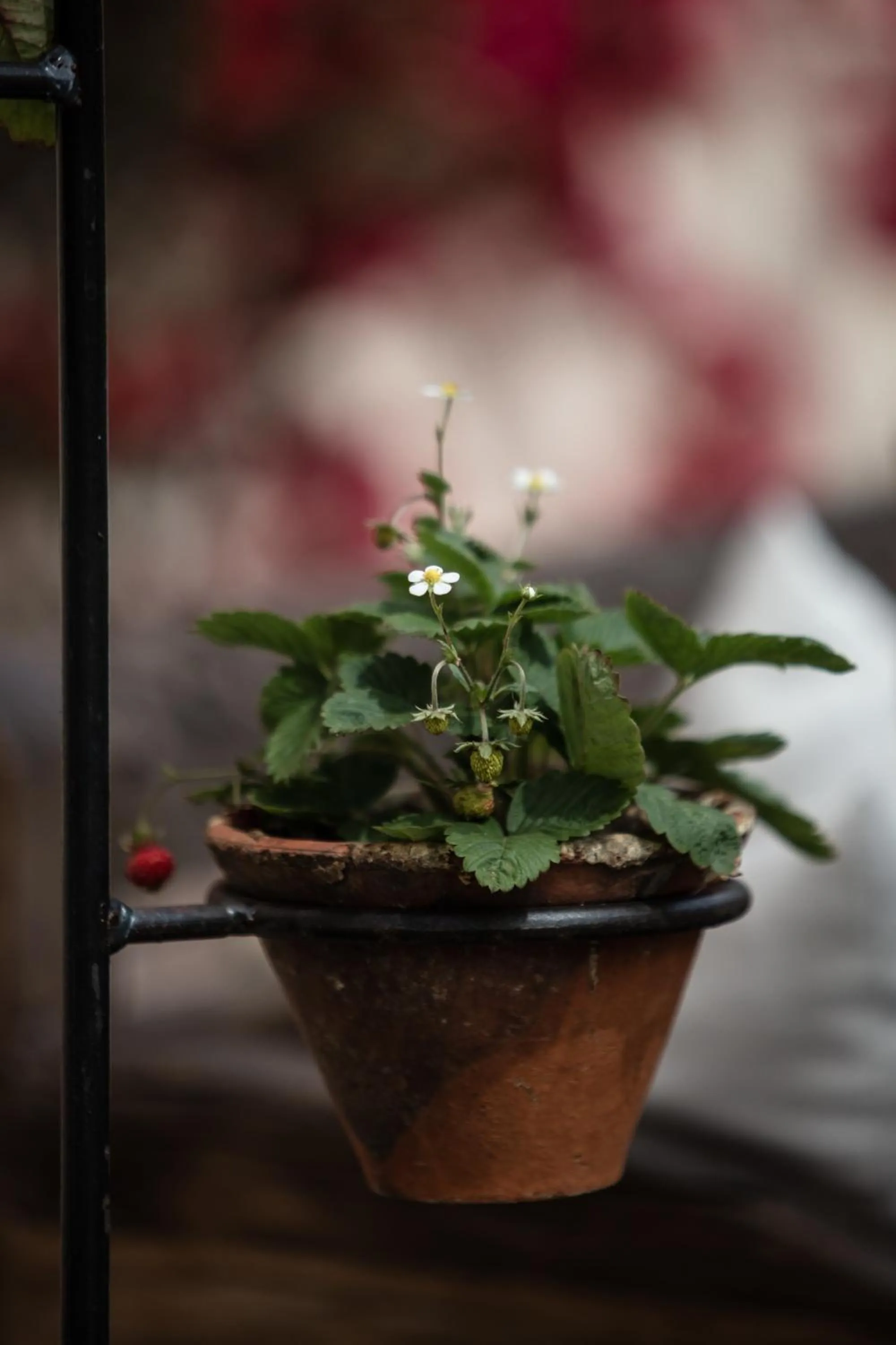 Agroturismo Son Boronat