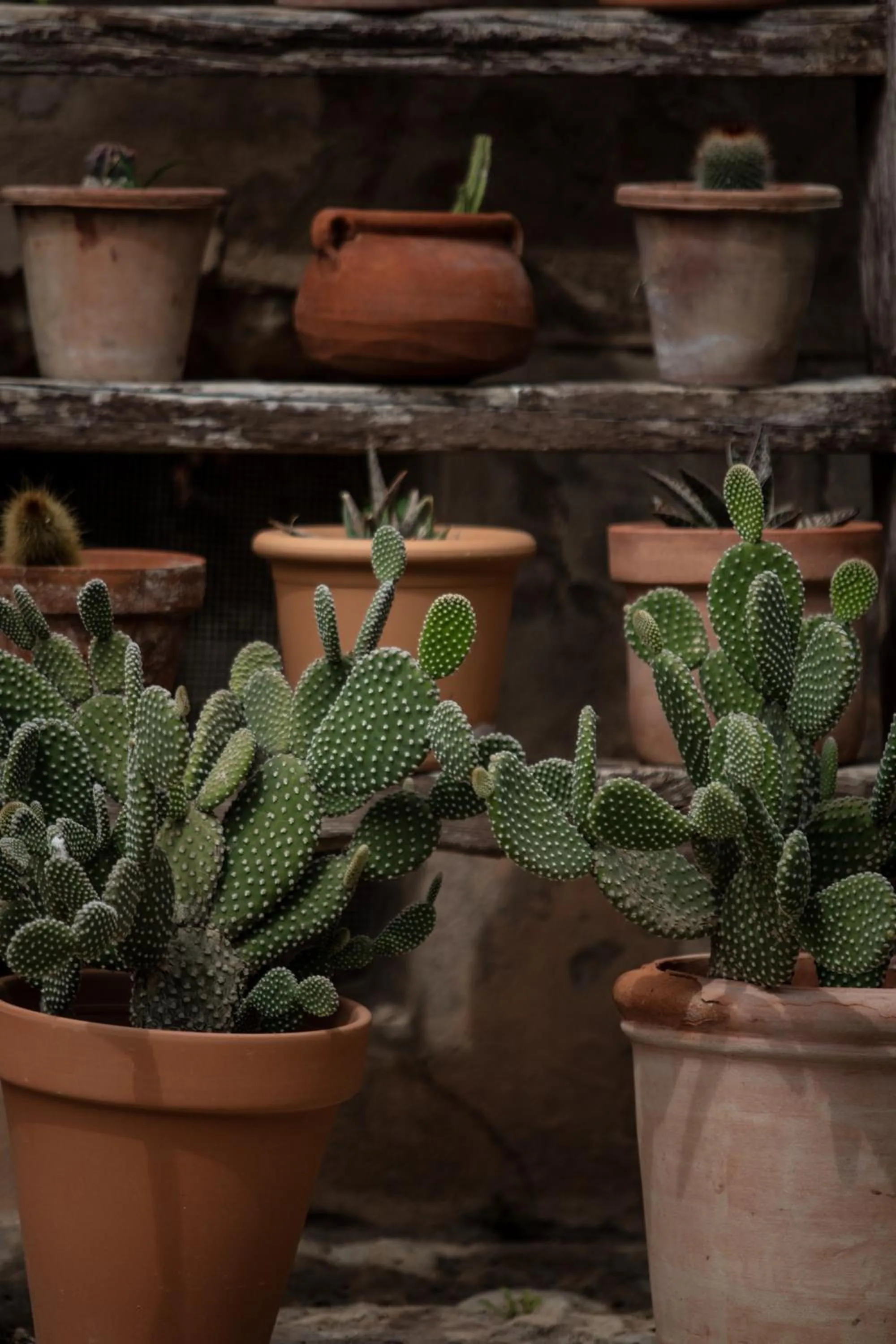 Agroturismo Son Boronat