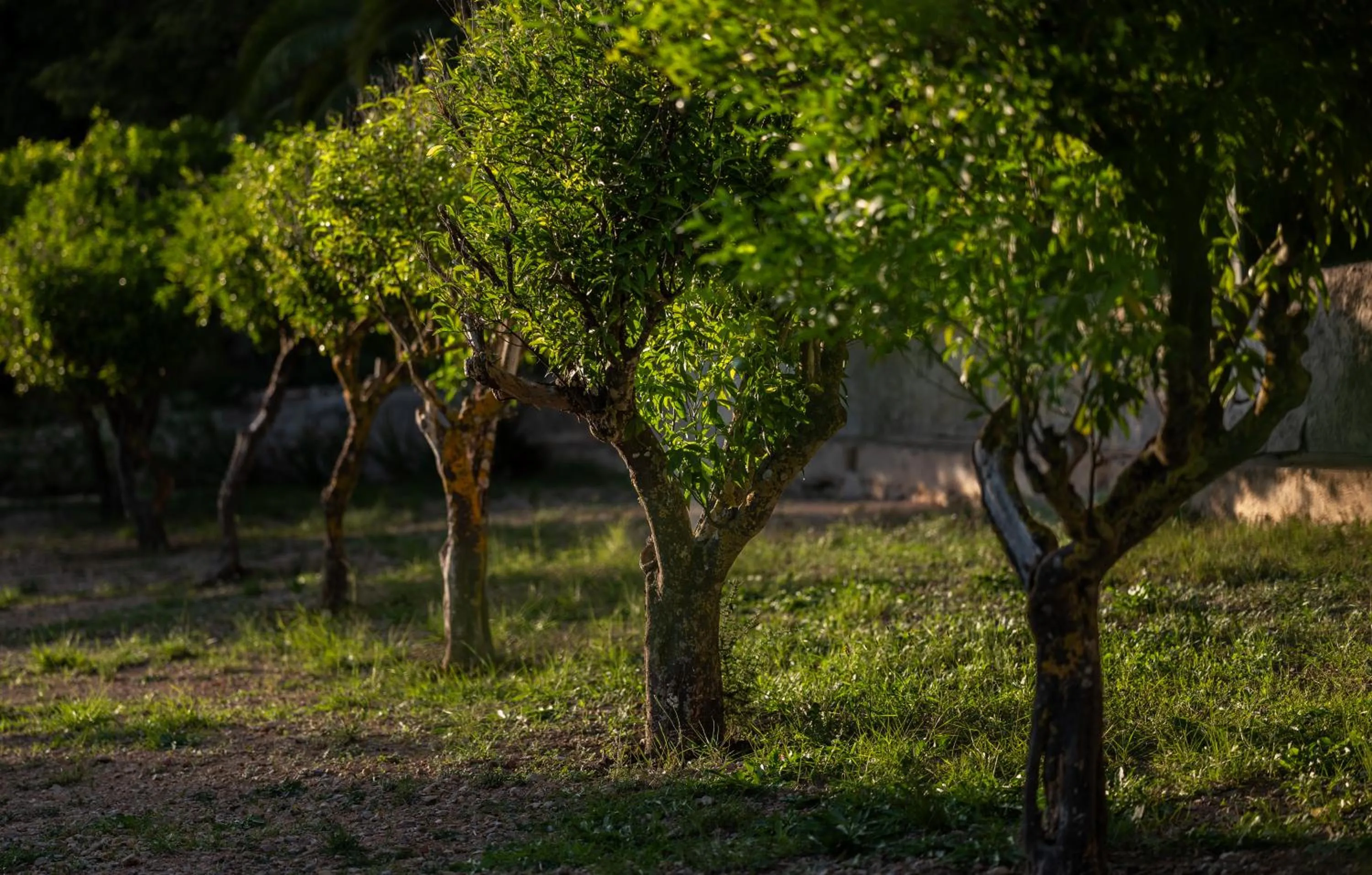 Agroturismo Son Boronat