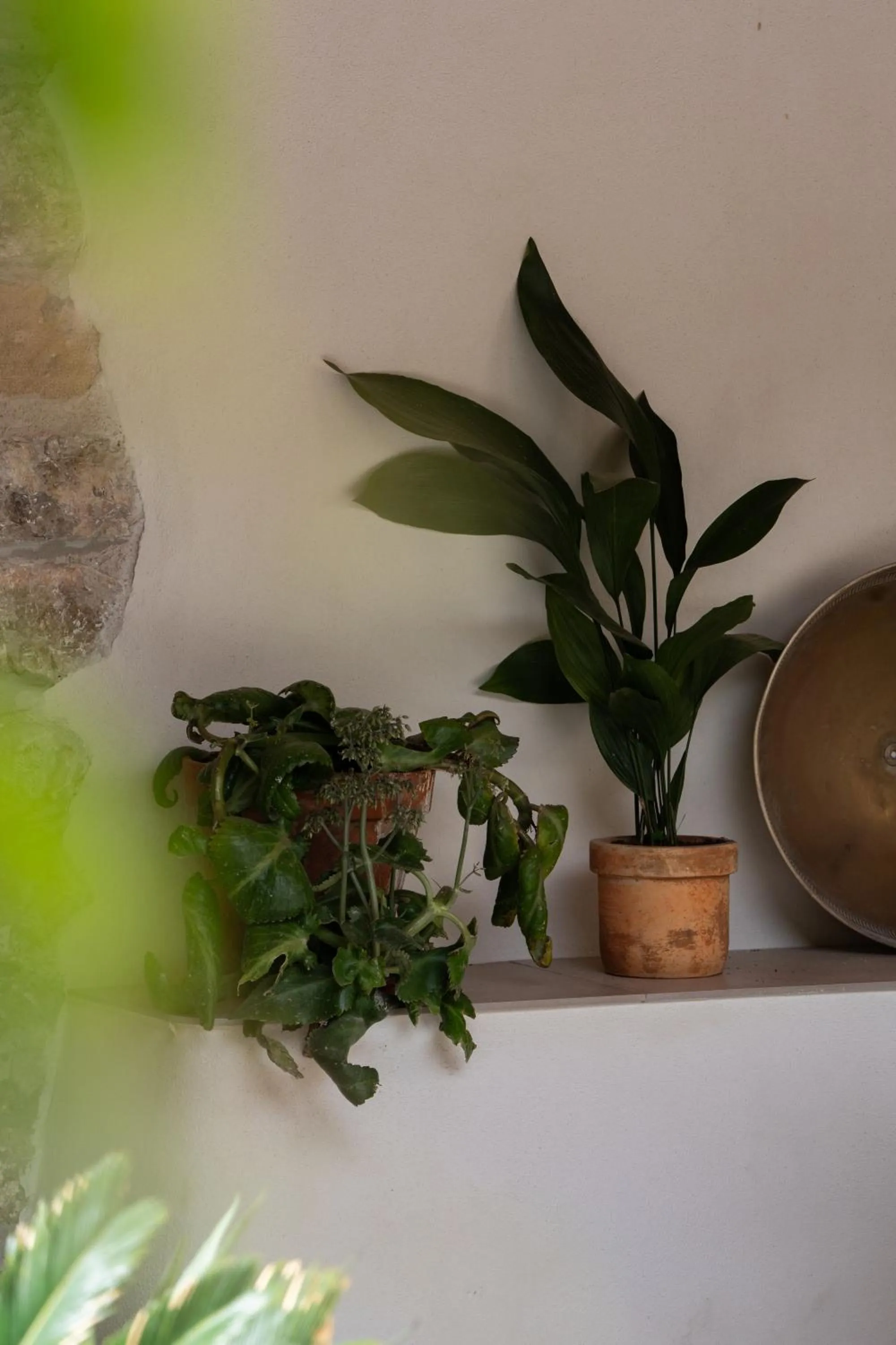 Garden in Agroturismo Son Boronat