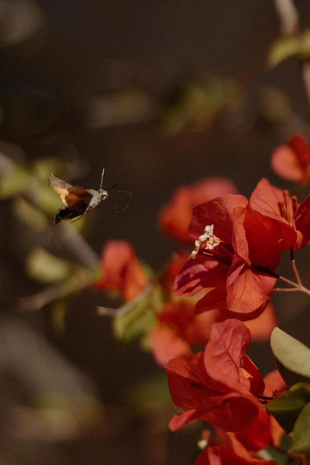 Day in Agroturismo Son Boronat