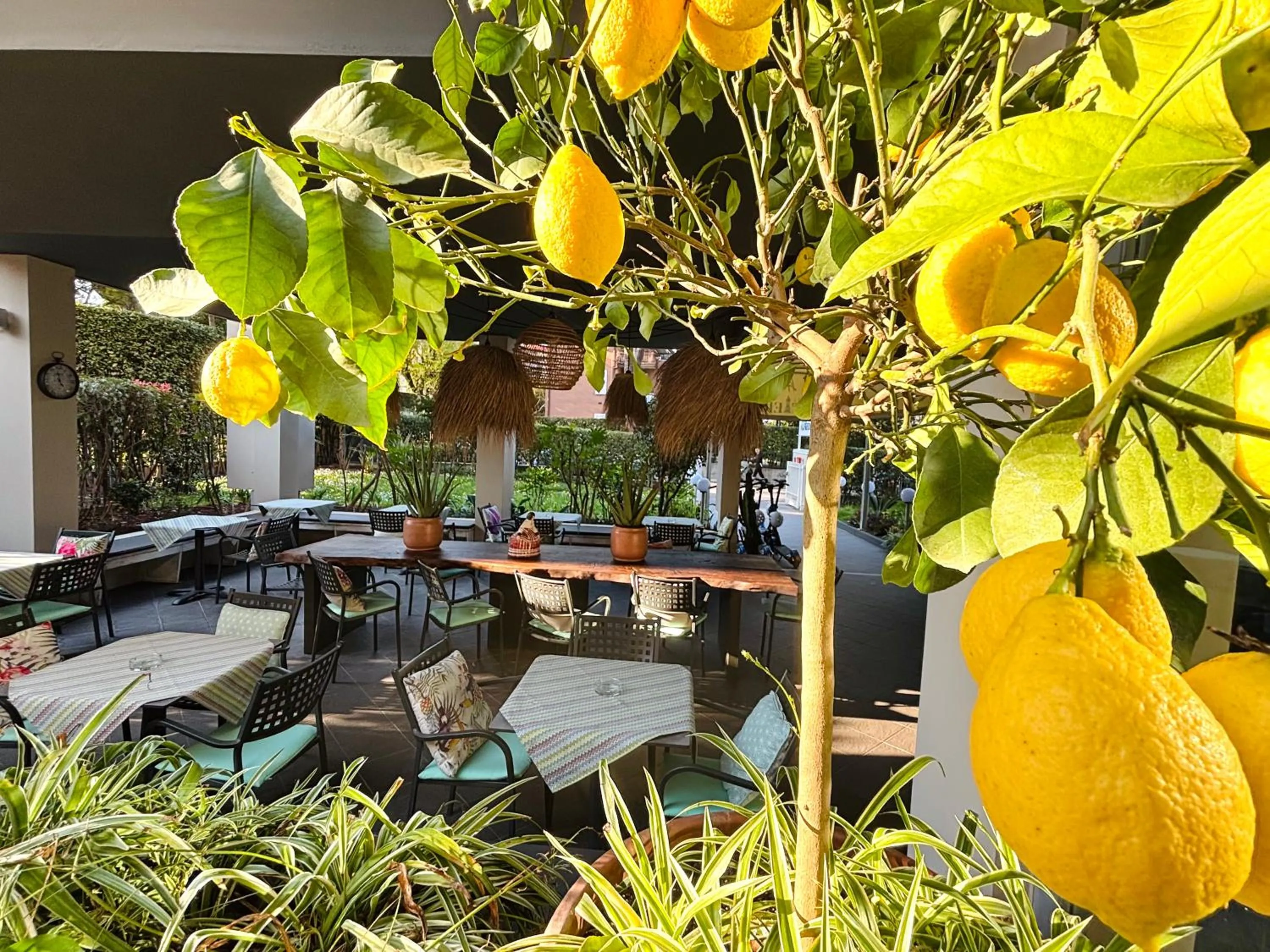 Garden in Hotel Alfieri