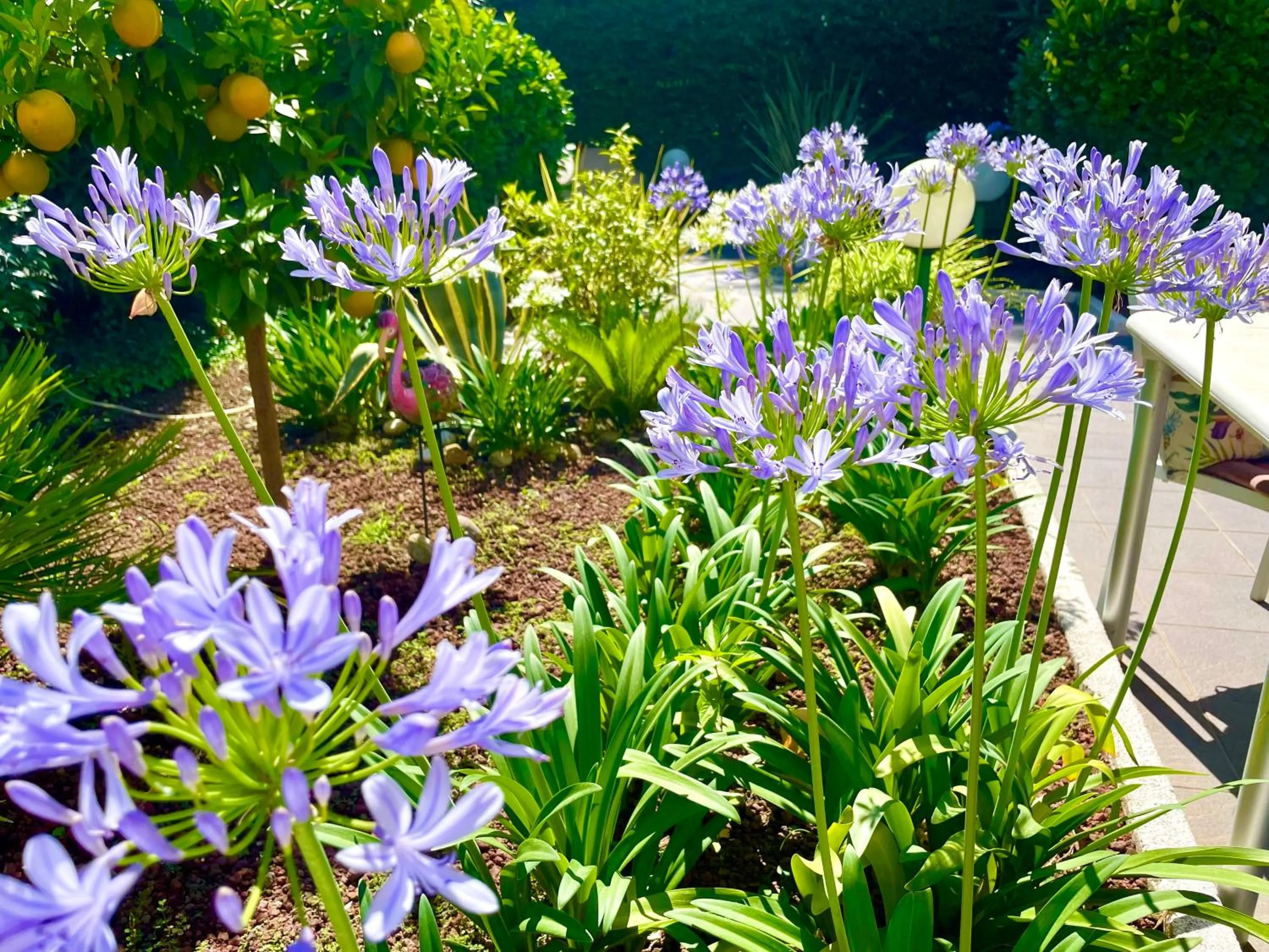 Garden in Hotel Alfieri