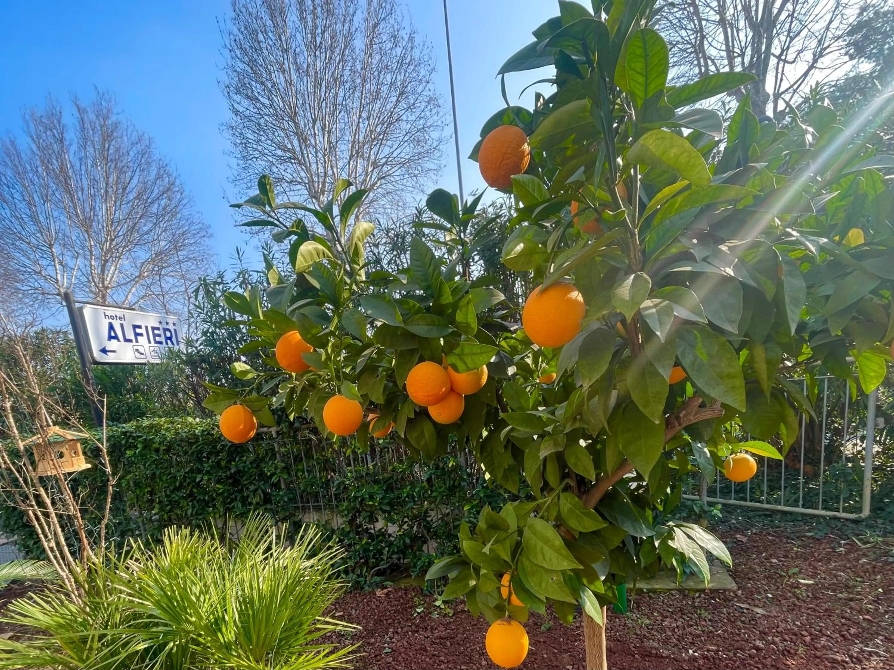 Garden in Hotel Alfieri
