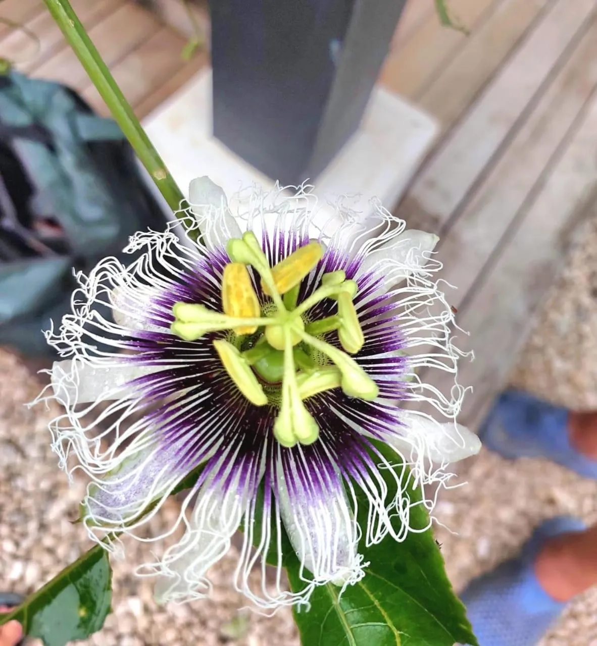 Garden in Surfside Mar Y Posa