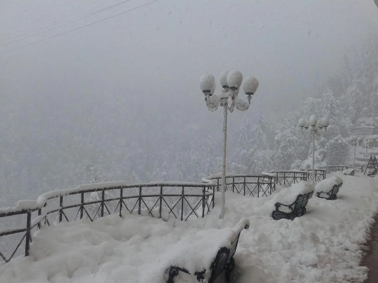 Natural landscape in Toshali Royal View ,S H I M L A