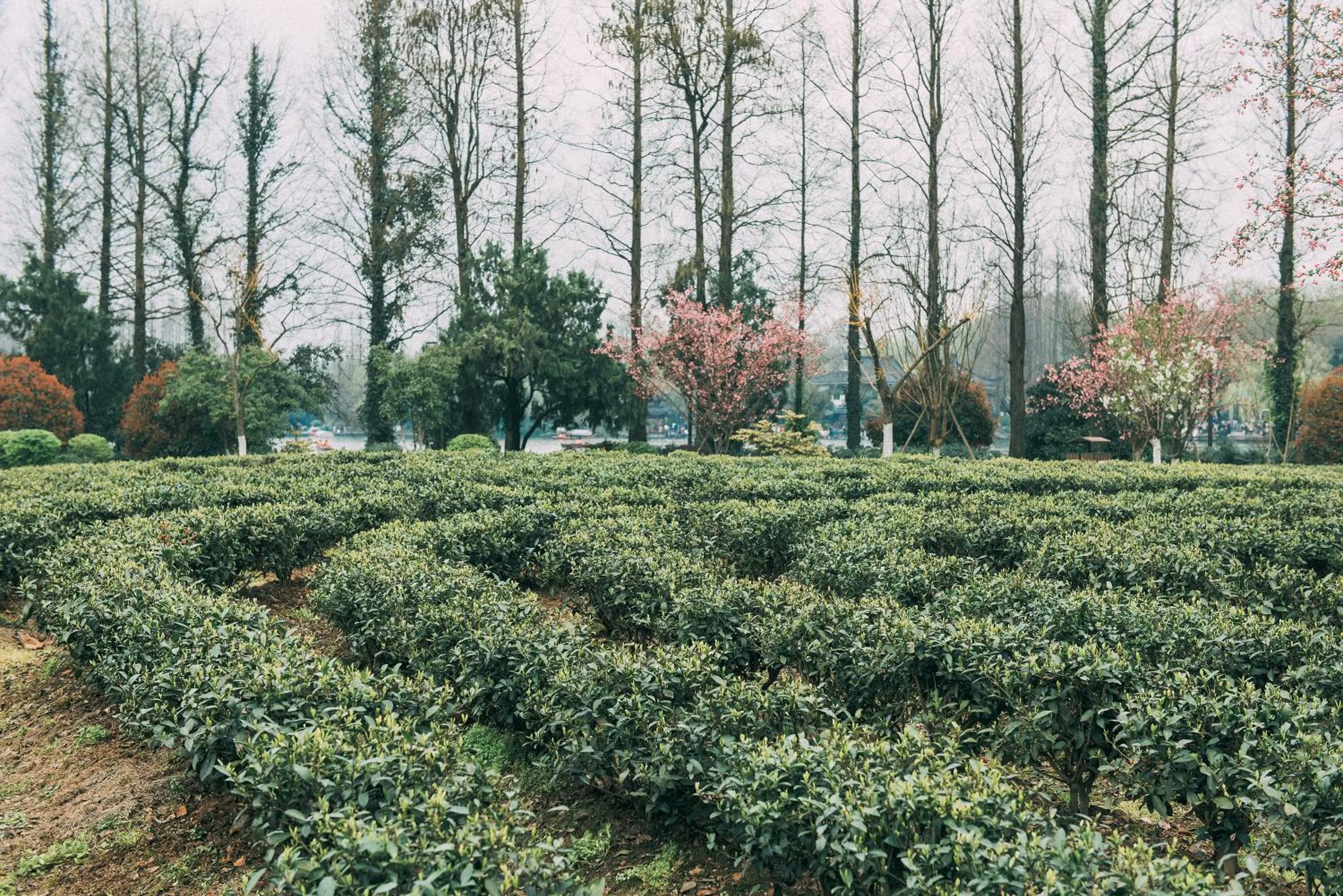 Garden in Zhejiang Xizi Hotel