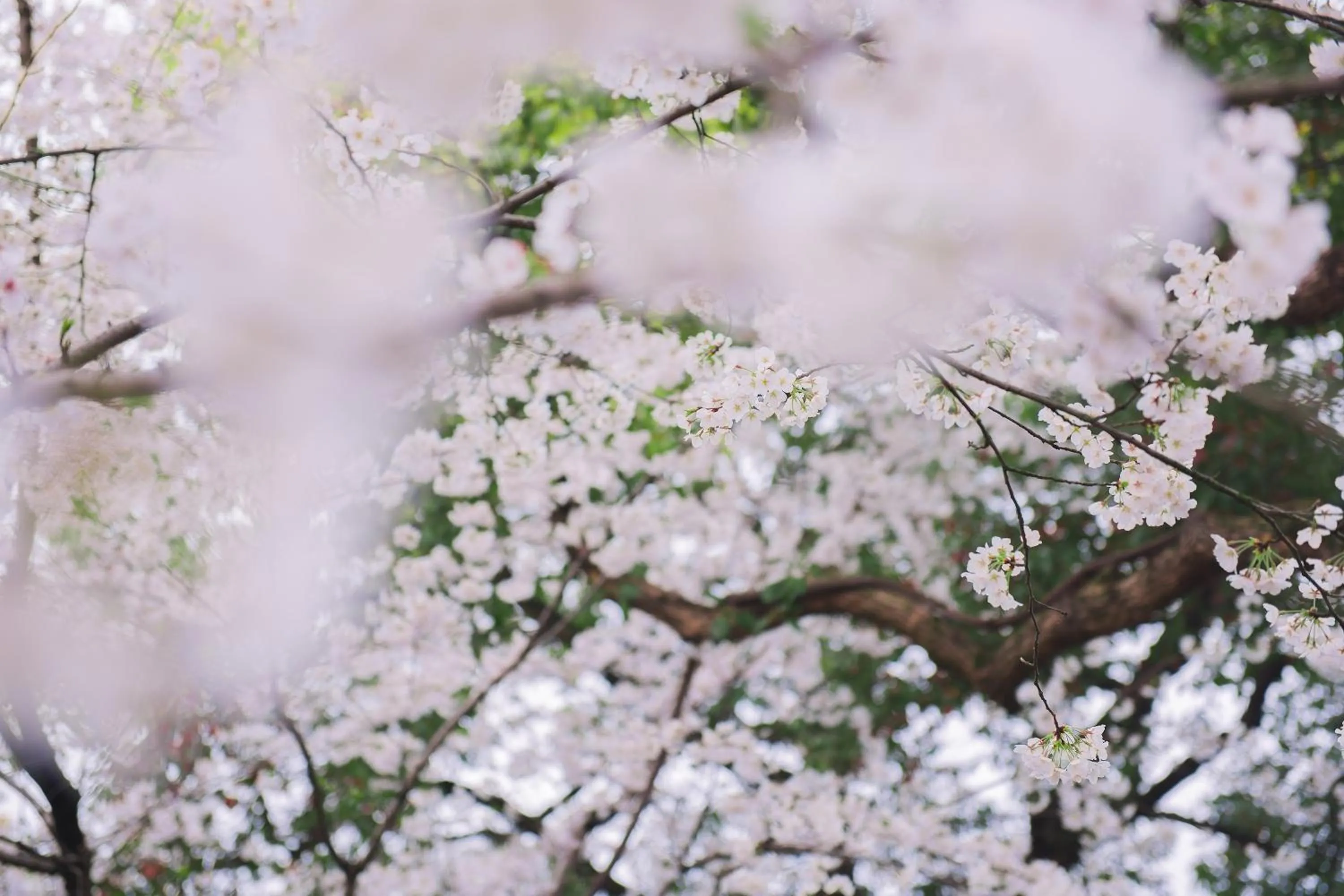 Garden in Zhejiang Xizi Hotel