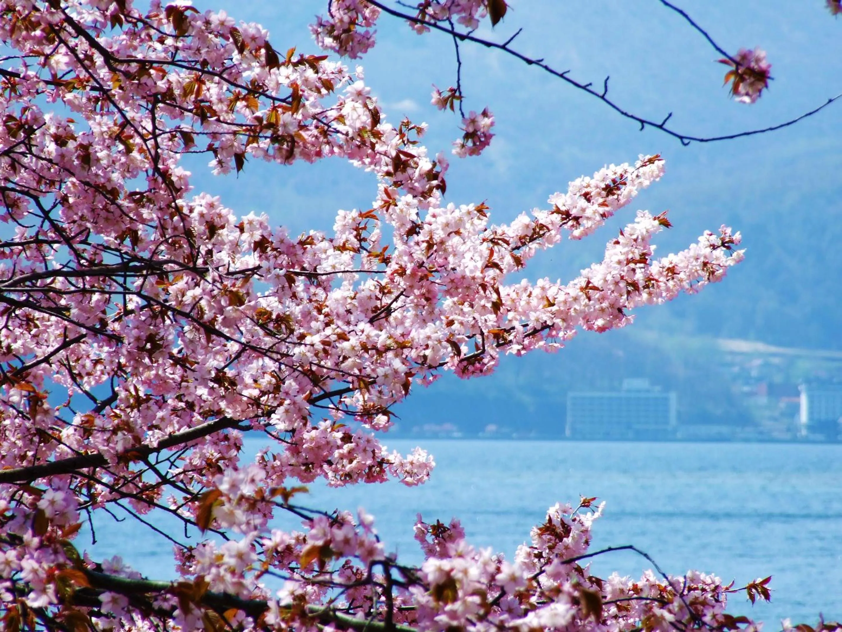 Natural landscape in The Windsor Hotel TOYA Vignette Collection