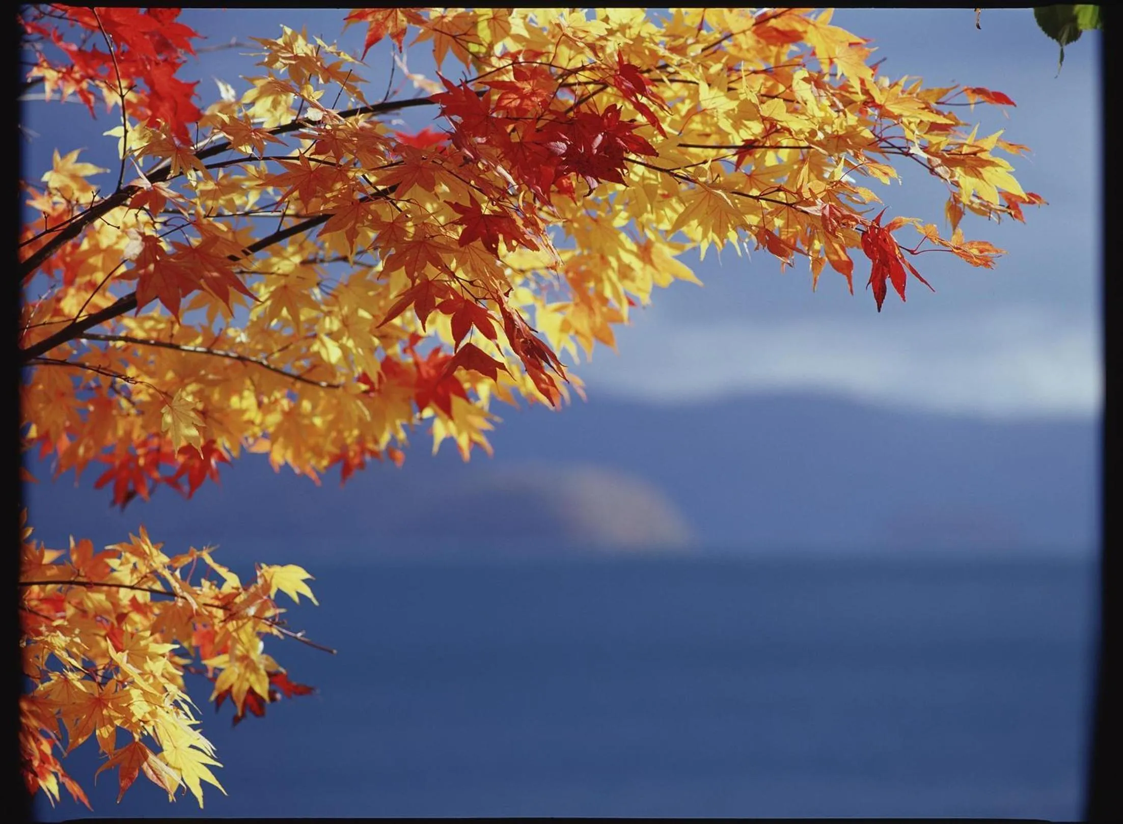 Other in The Windsor Hotel TOYA Vignette Collection