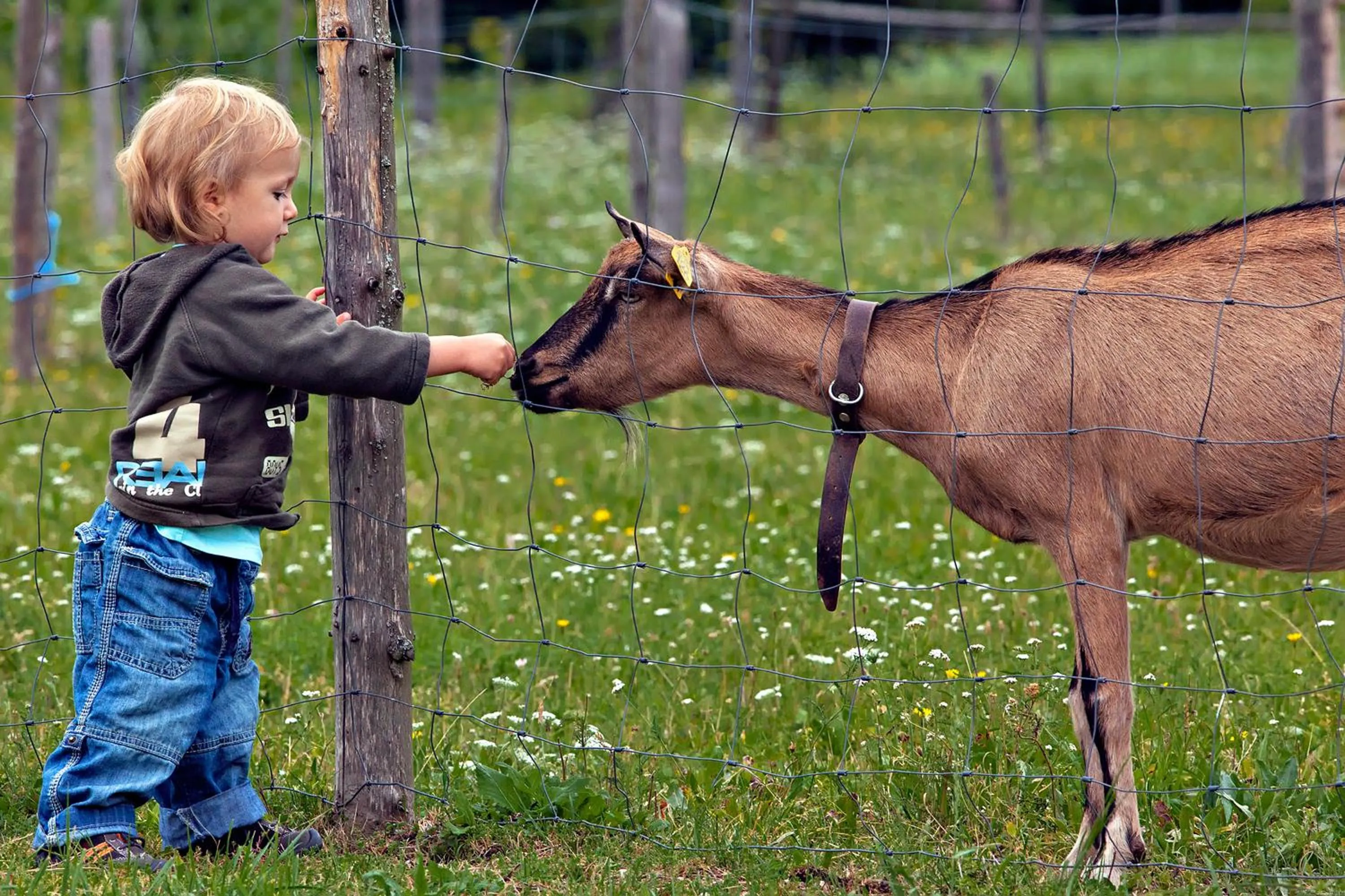 Animals in PRIVILLAGE Stare - B&B
