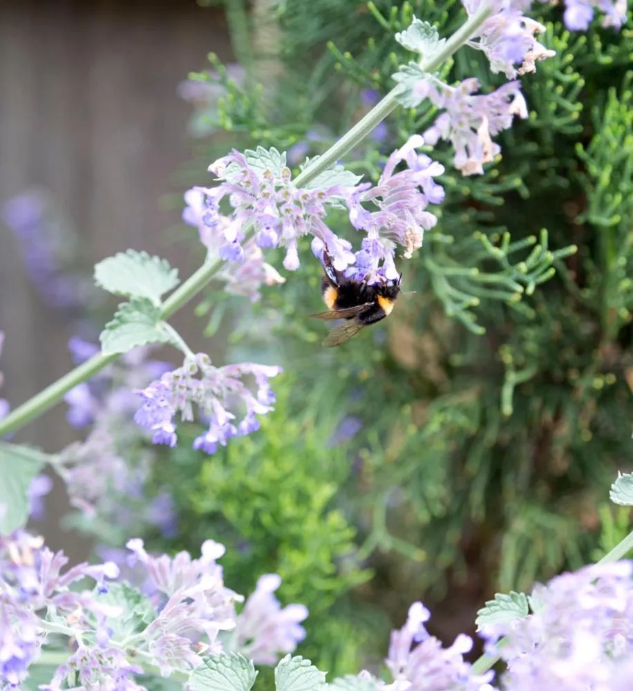 Spring in Elm Cottage Barn