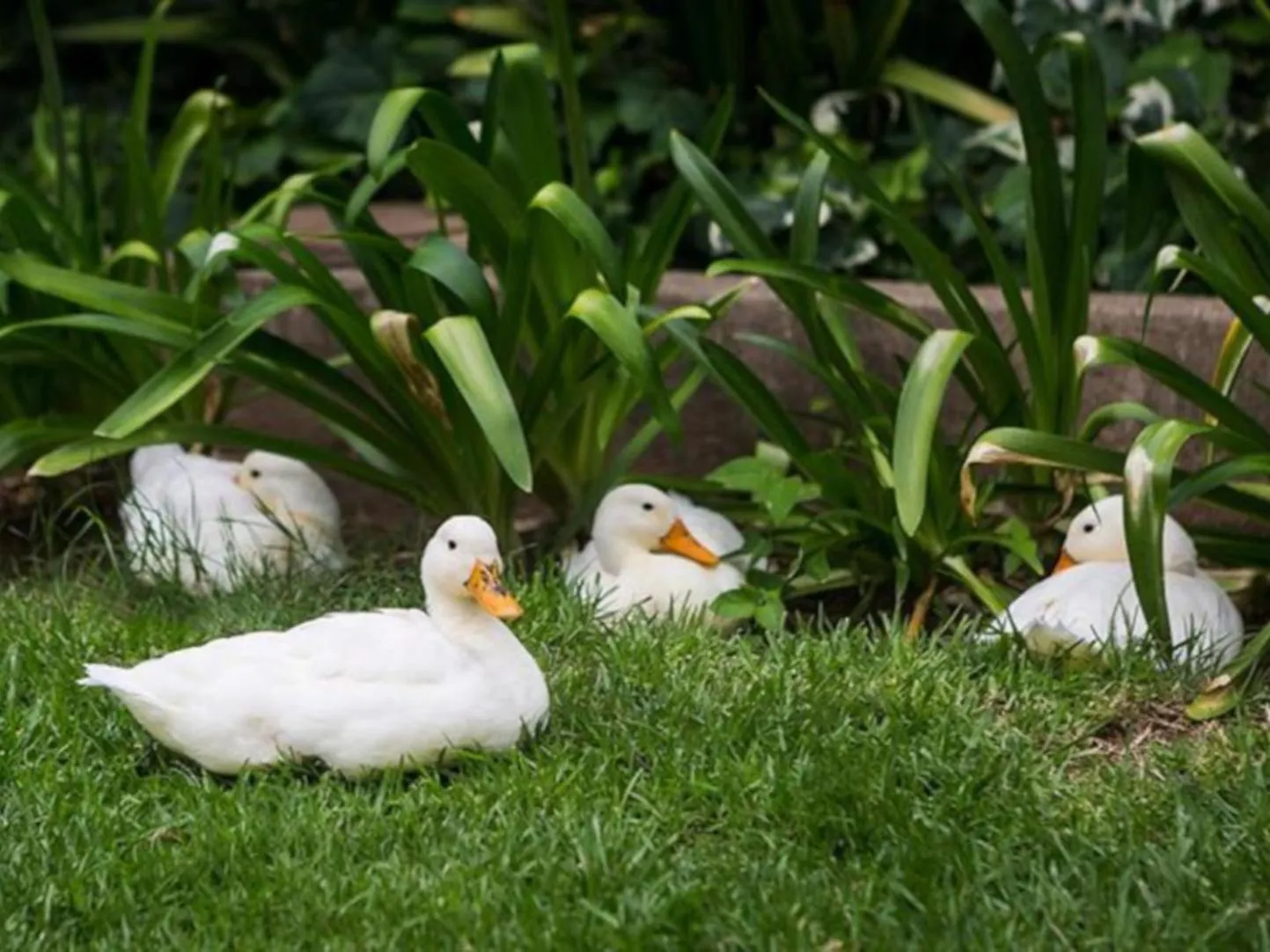 Decorative detail in Oude Pastorie