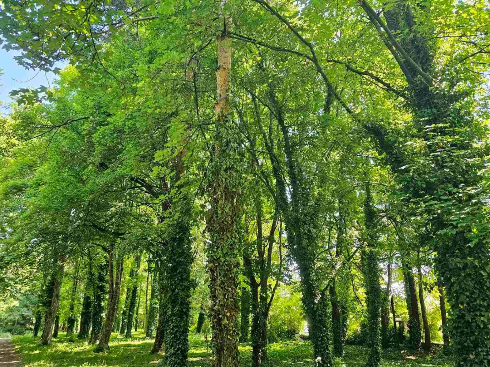 Day in Gardenia Park Hotel