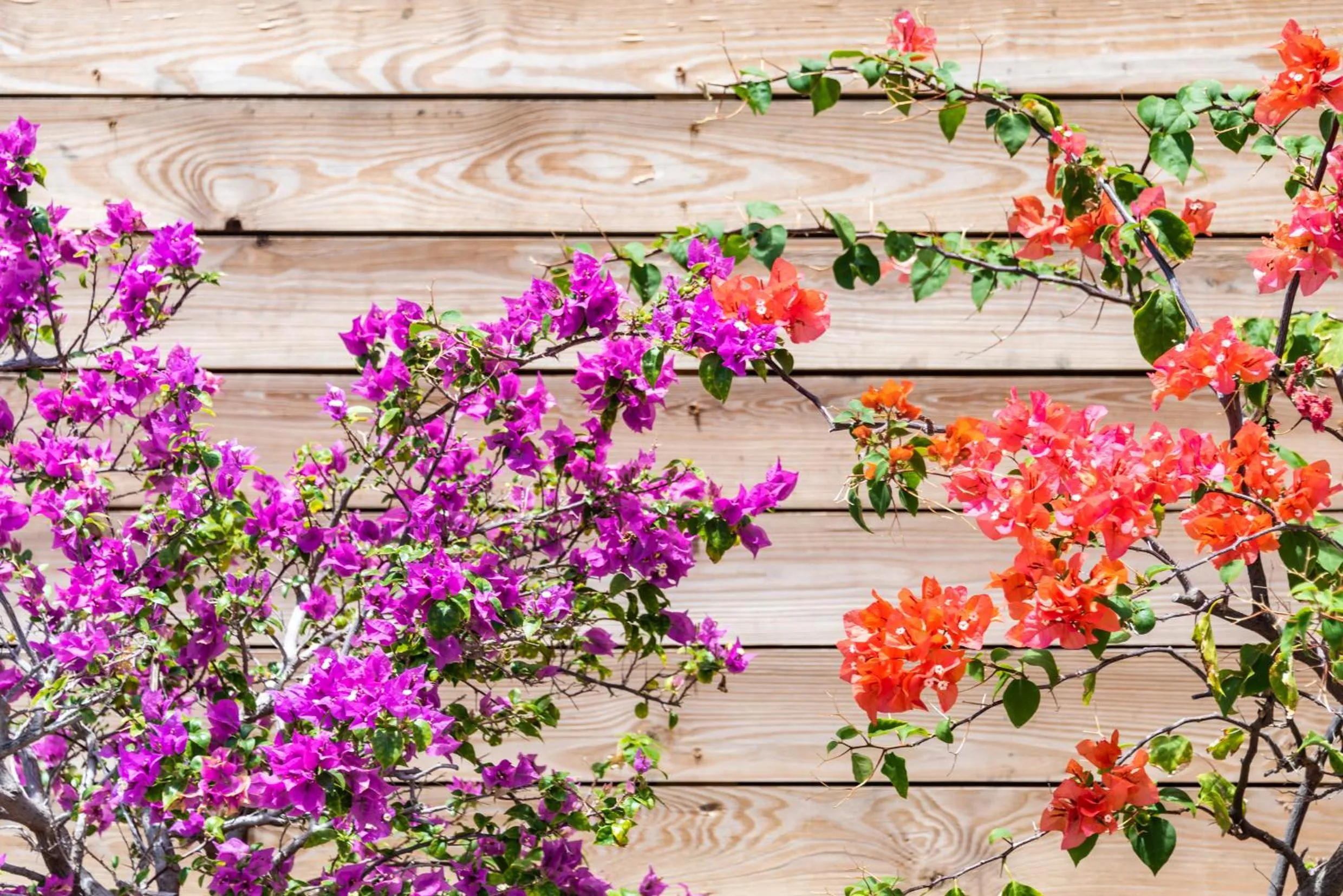 Garden in Grand Case Beach Club