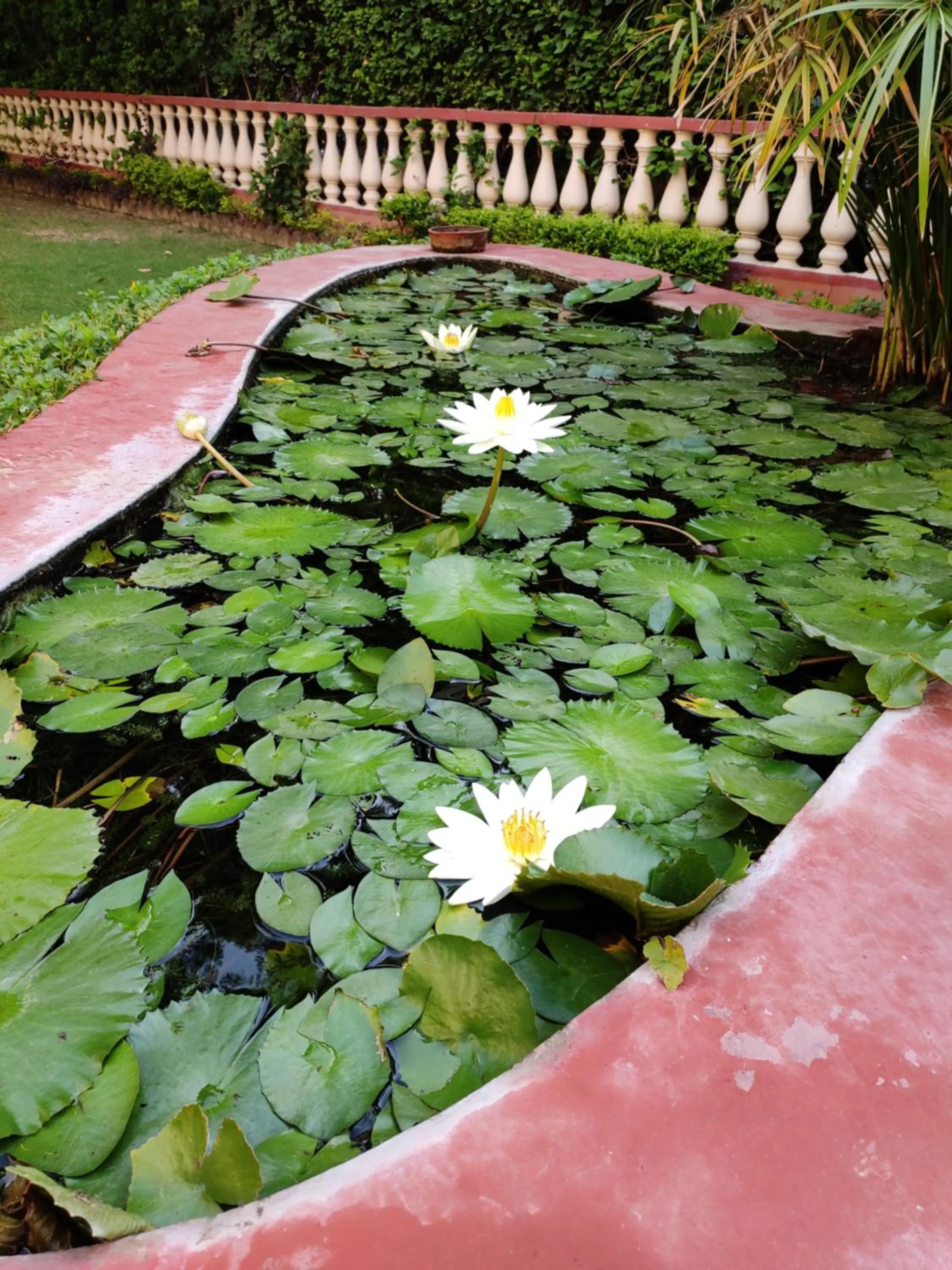 Garden in Hotel Jai Niwas